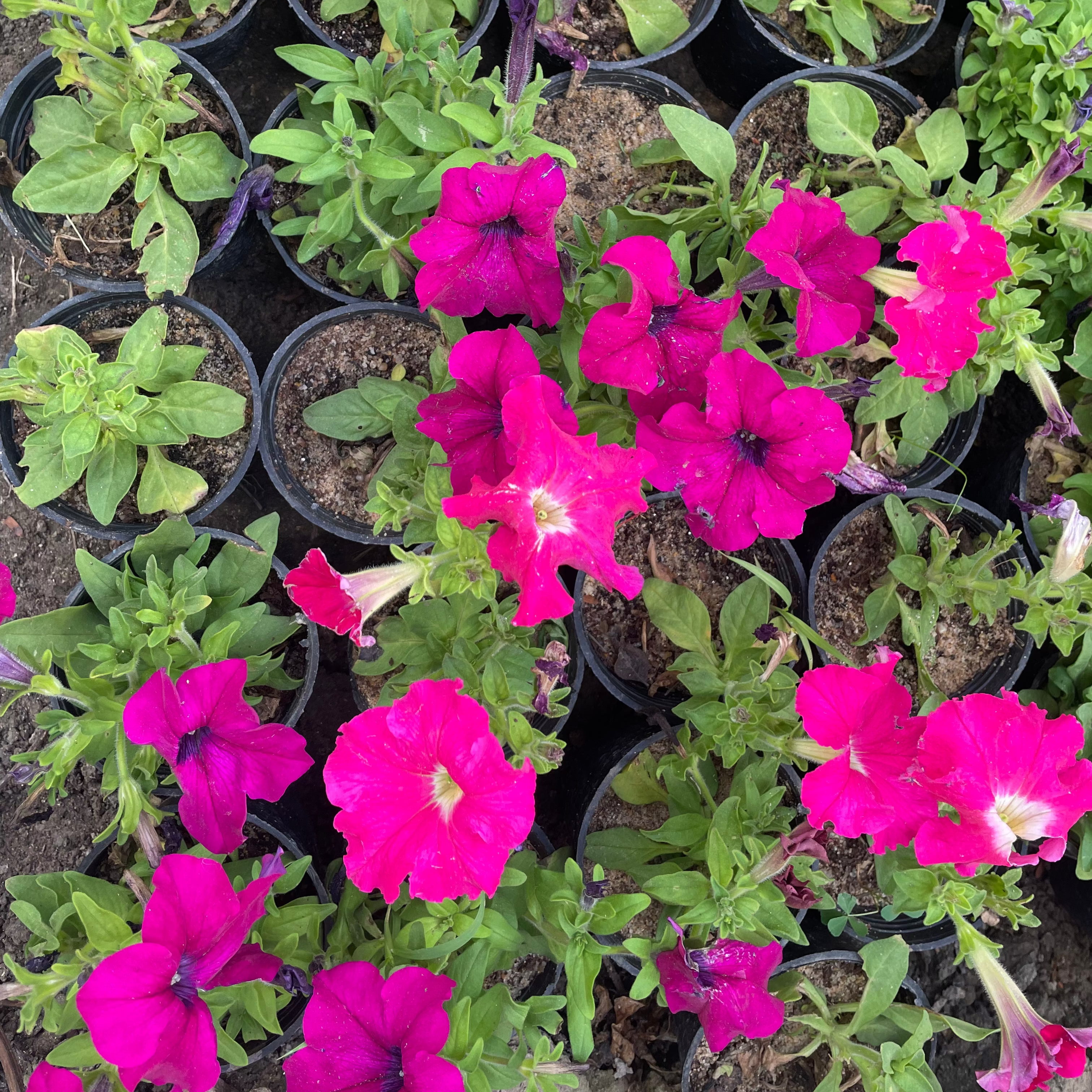 Petunia - بيتونيا