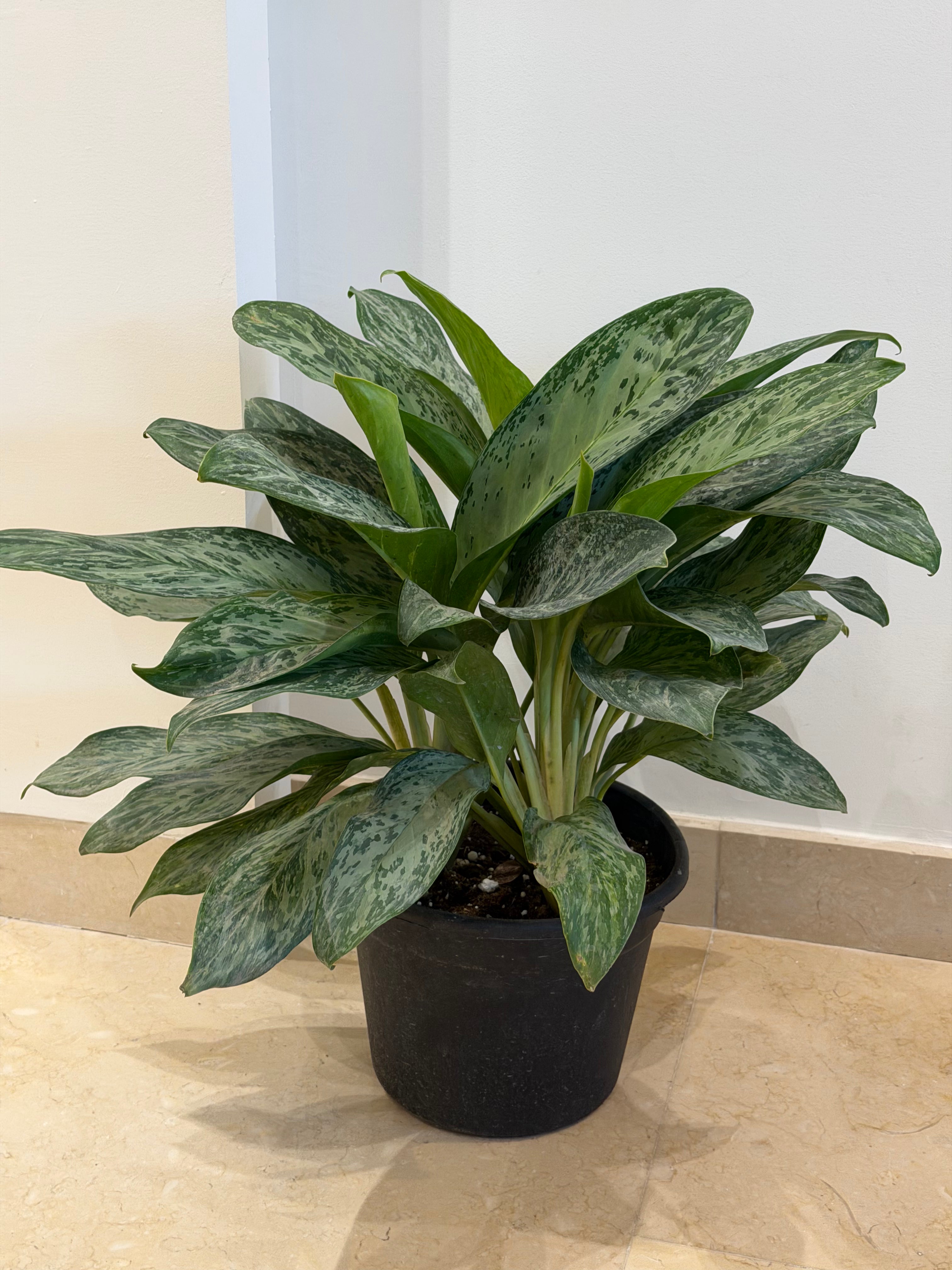Aglaonema Green - اجلونيما