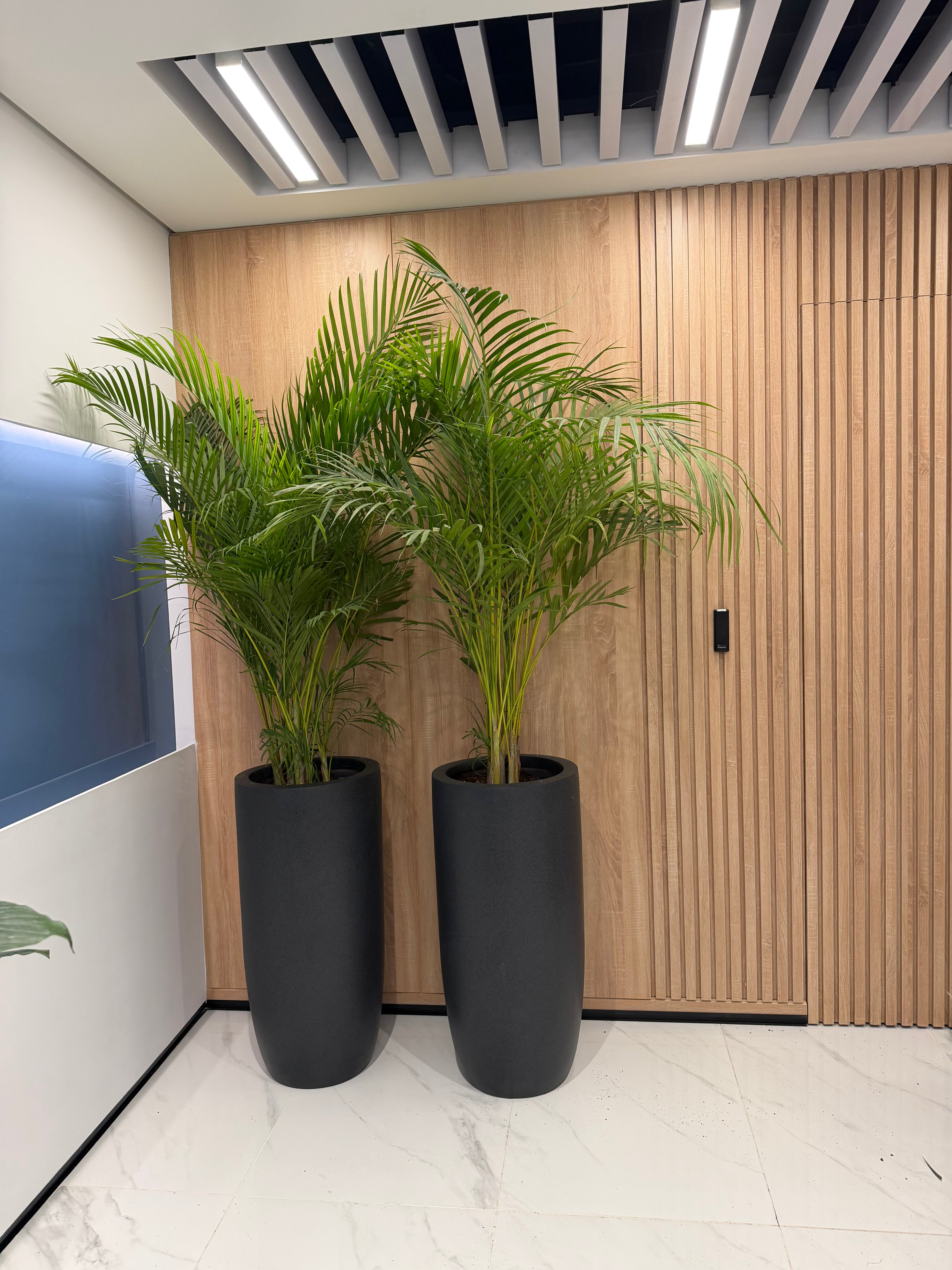Areca Palm - نخلة اريكا