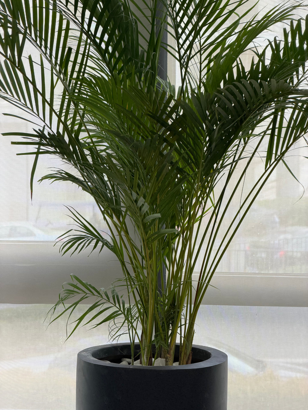 Areca Palm - نخلة اريكا