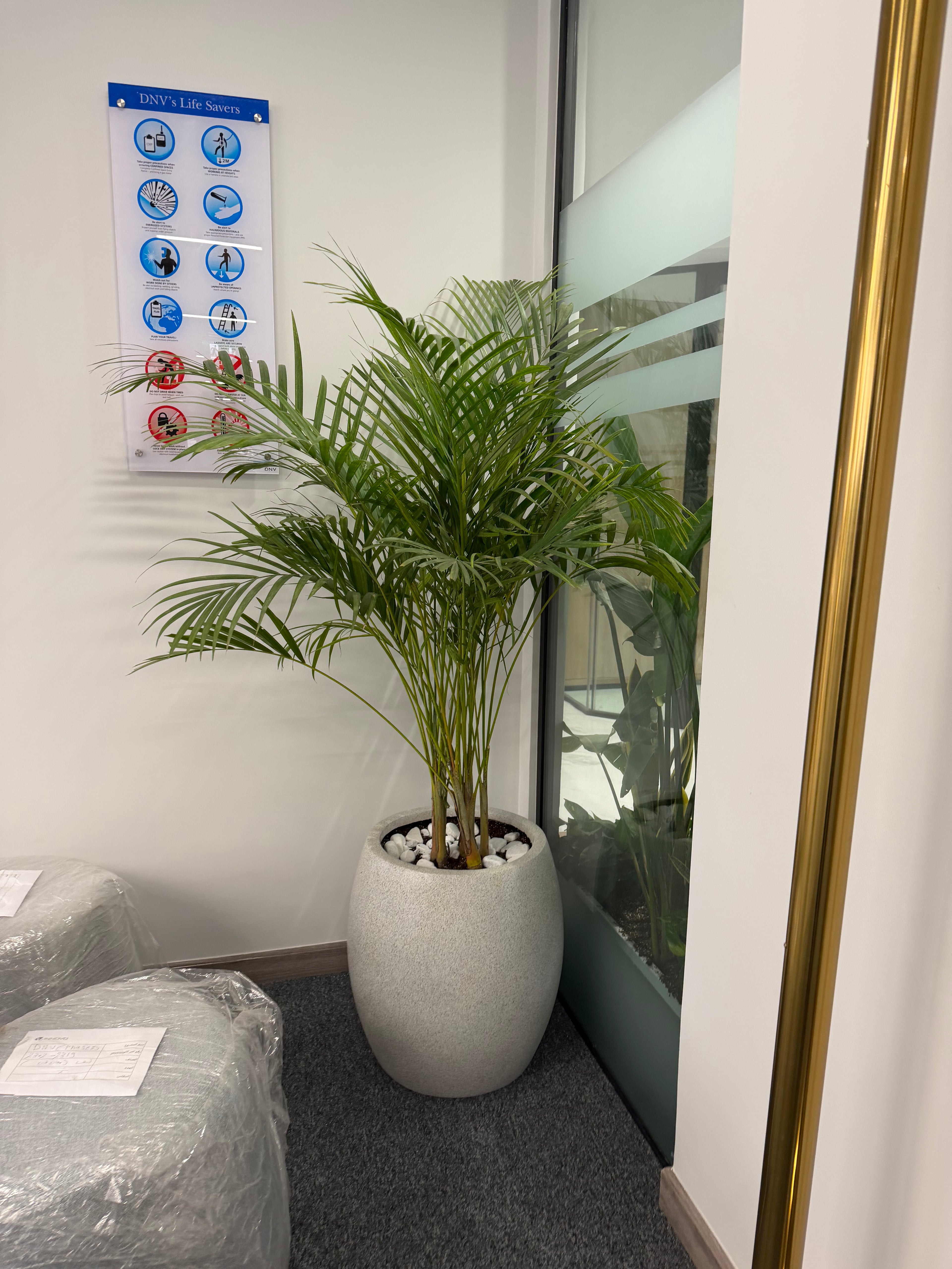 Areca Palm - نخلة اريكا