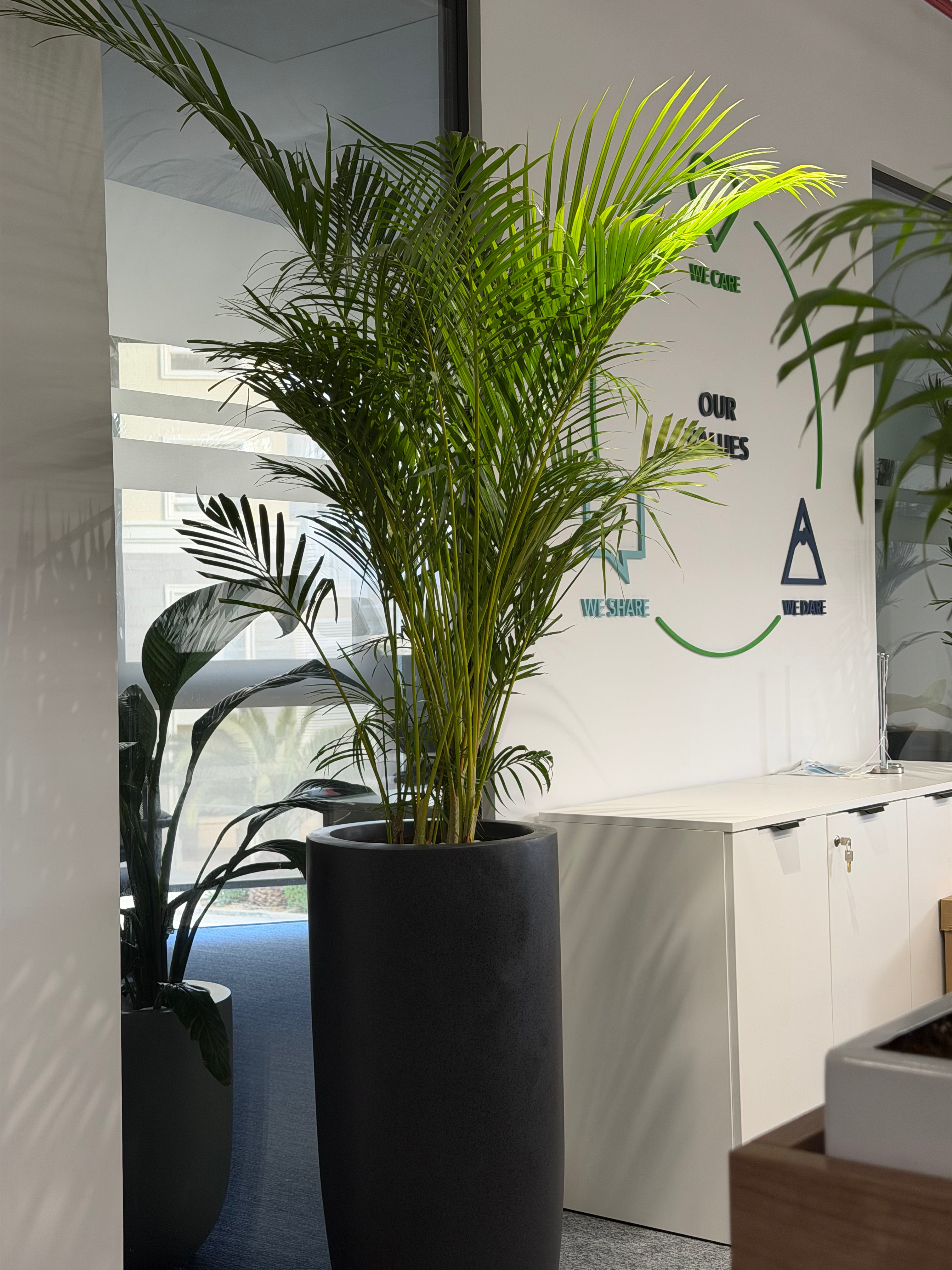 Areca Palm - نخلة اريكا