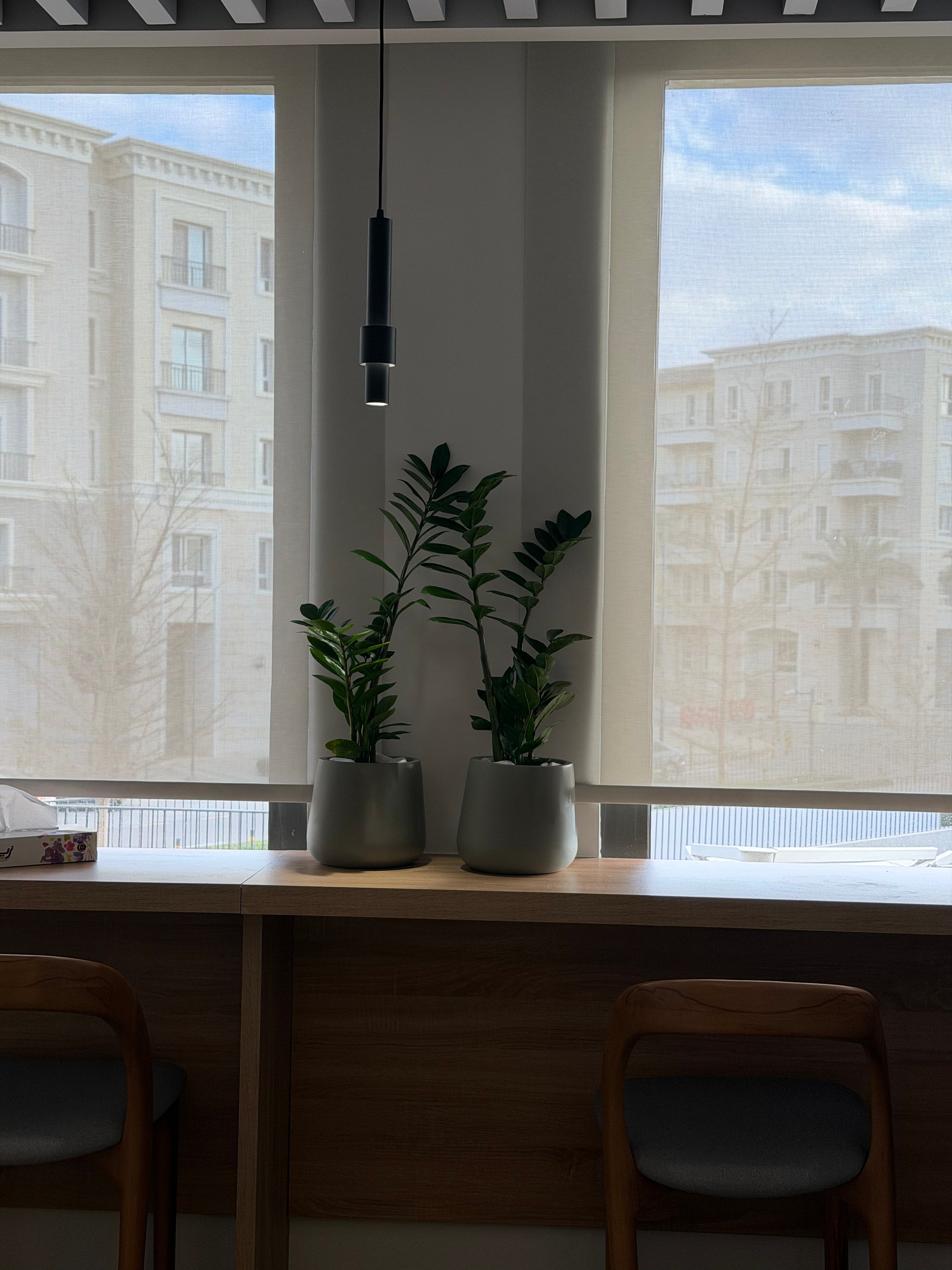 Zamioculcas - زاميكولكاس