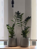 Zamioculcas - زاميكولكاس