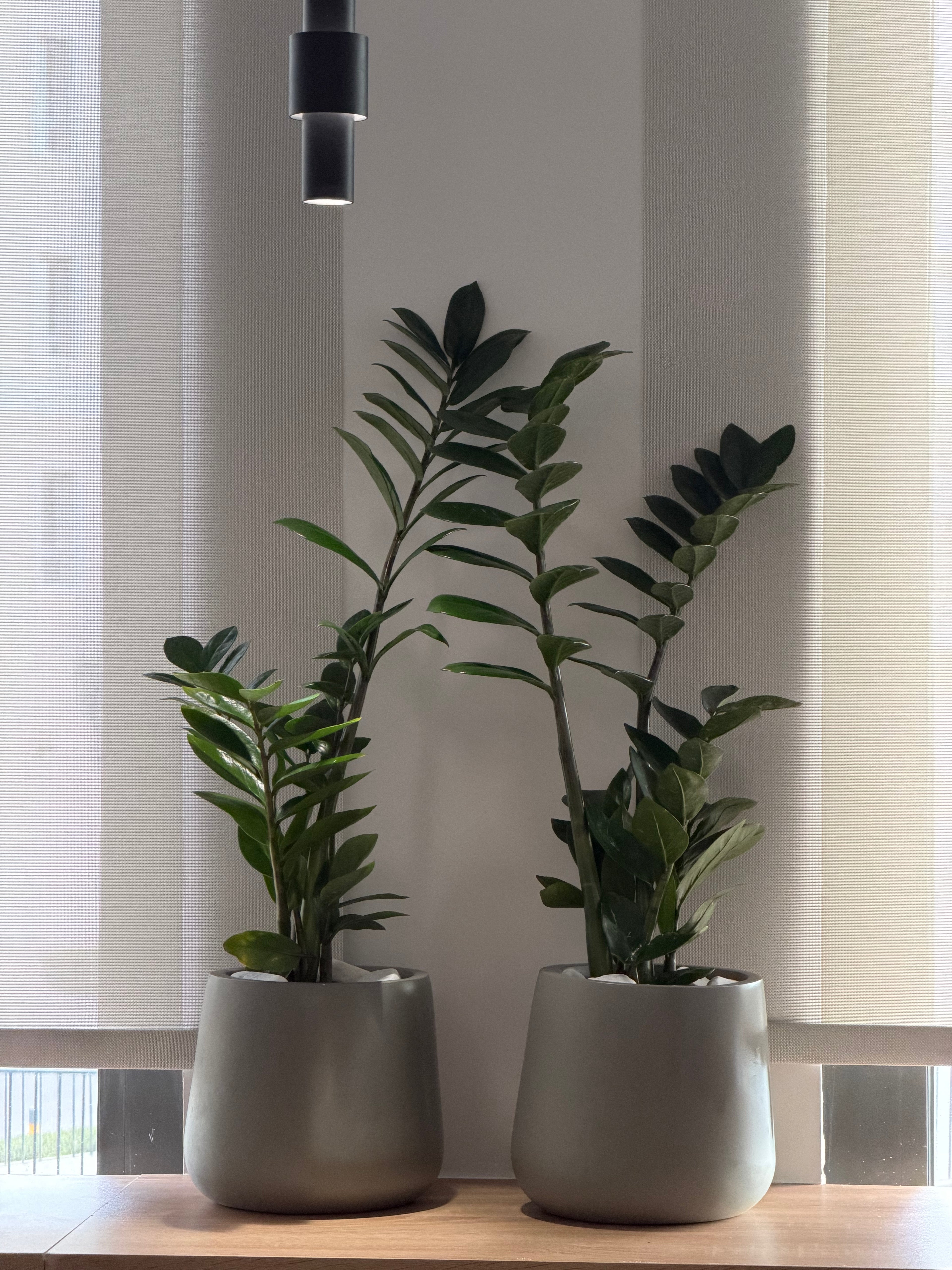 Zamioculcas - زاميكولكاس