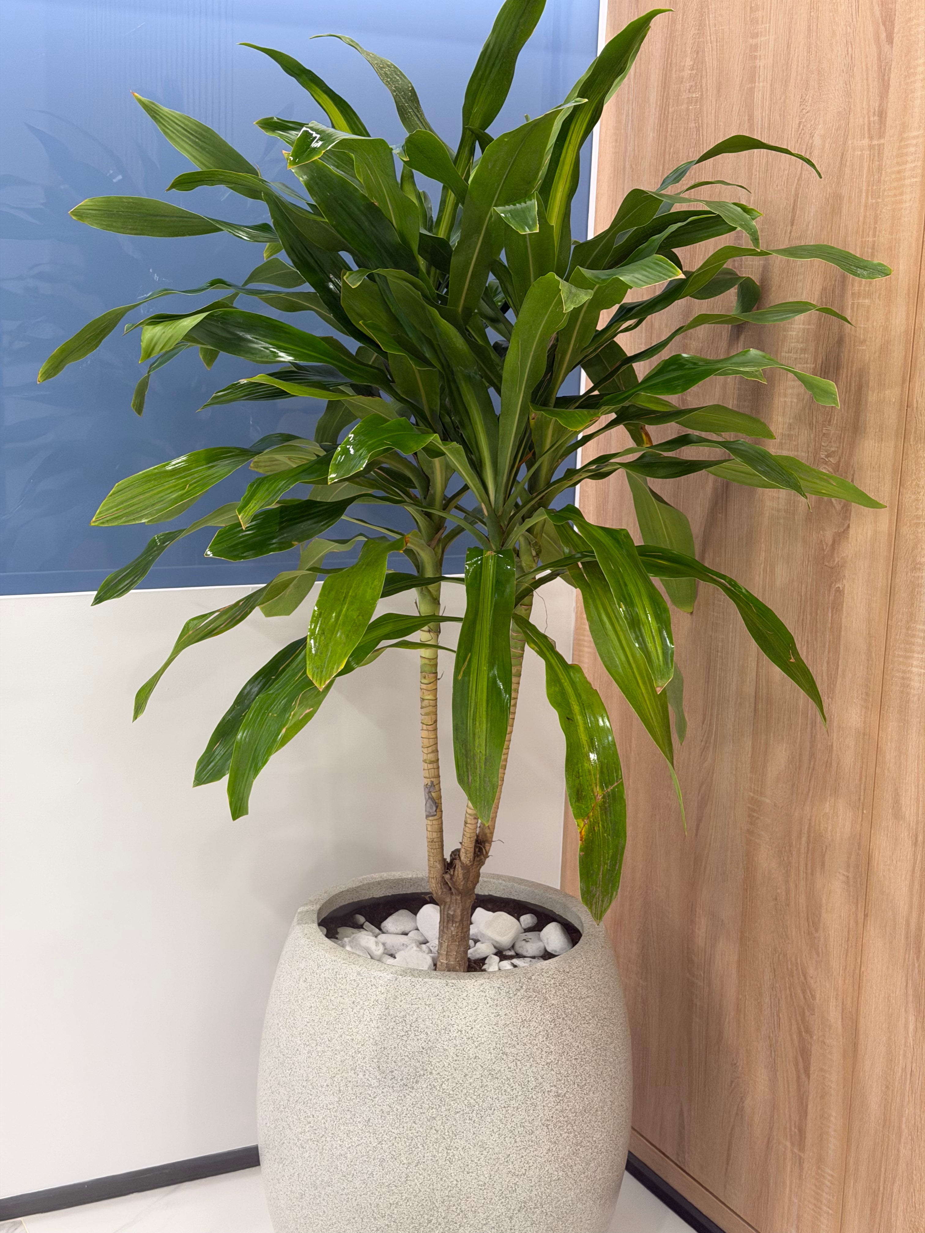 دراسينا اوراق الذرة - Dracaena Fragrans