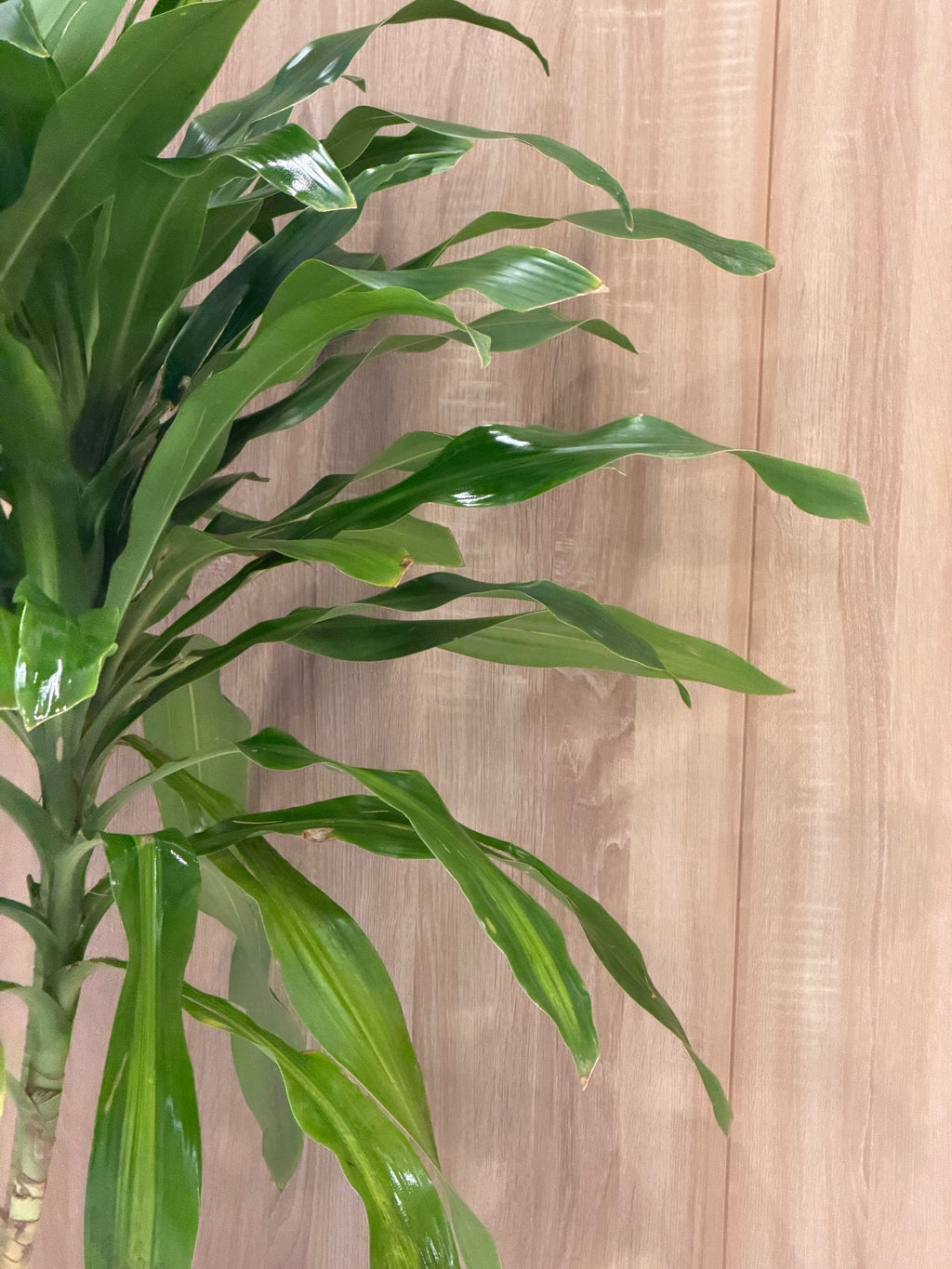دراسينا اوراق الذرة - Dracaena Fragrans