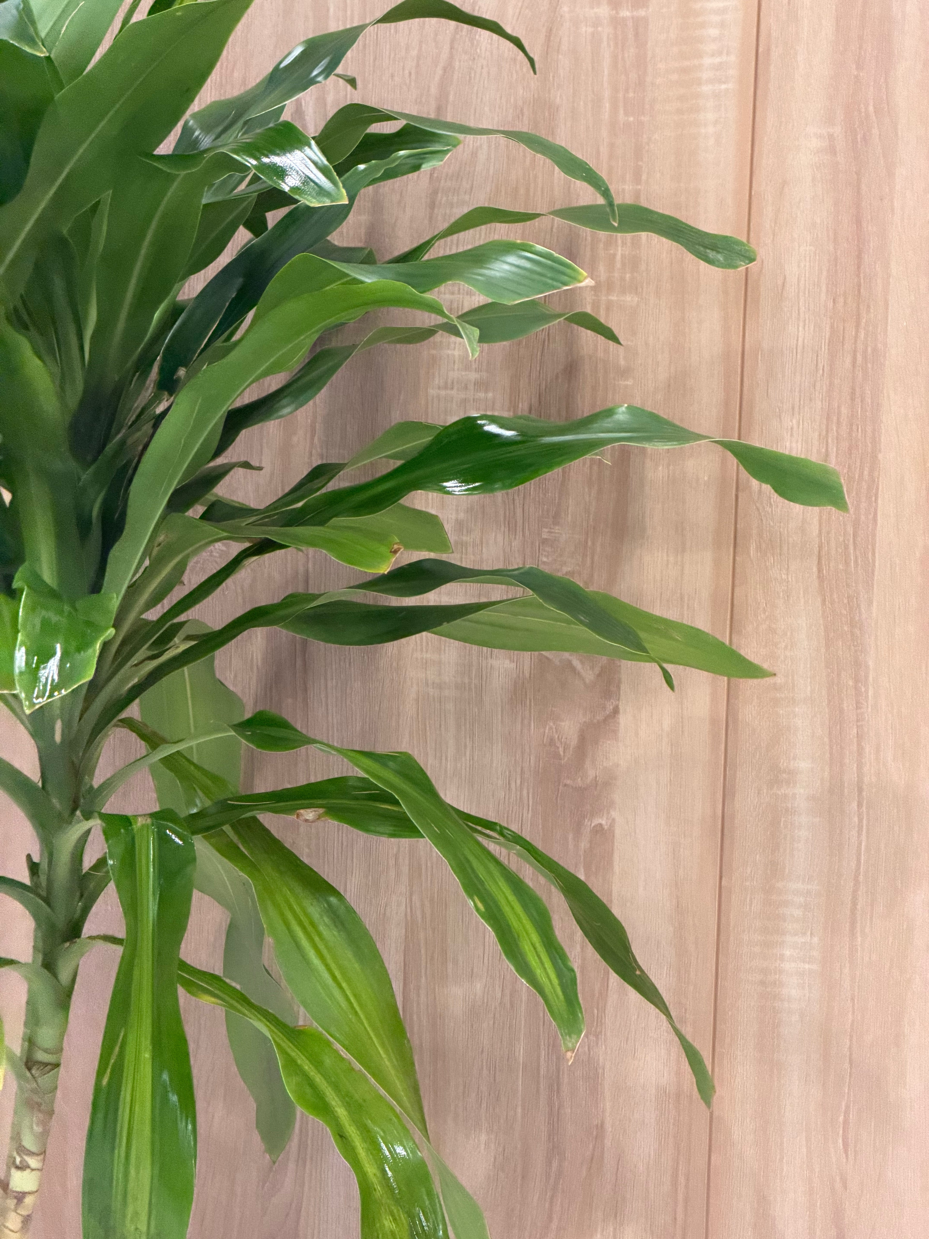 دراسينا اوراق الذرة - Dracaena Fragrans