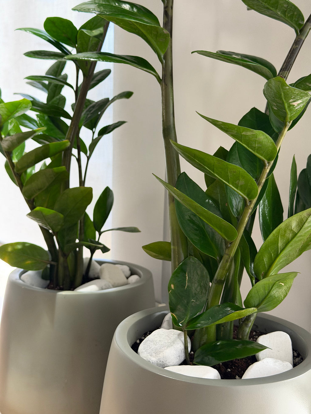 Zamioculcas - زاميكولكاس