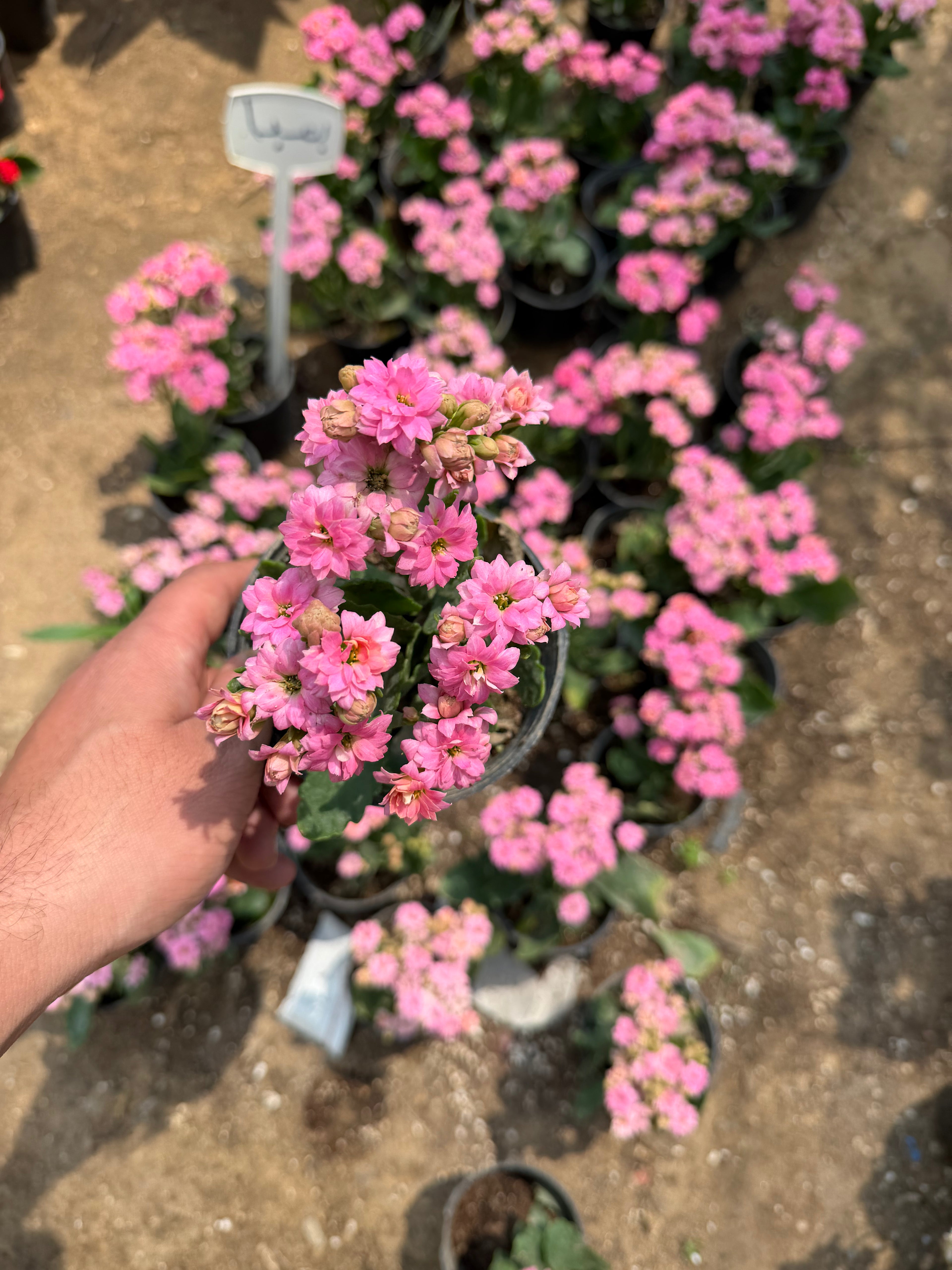 Kalanchoe - كلانشو