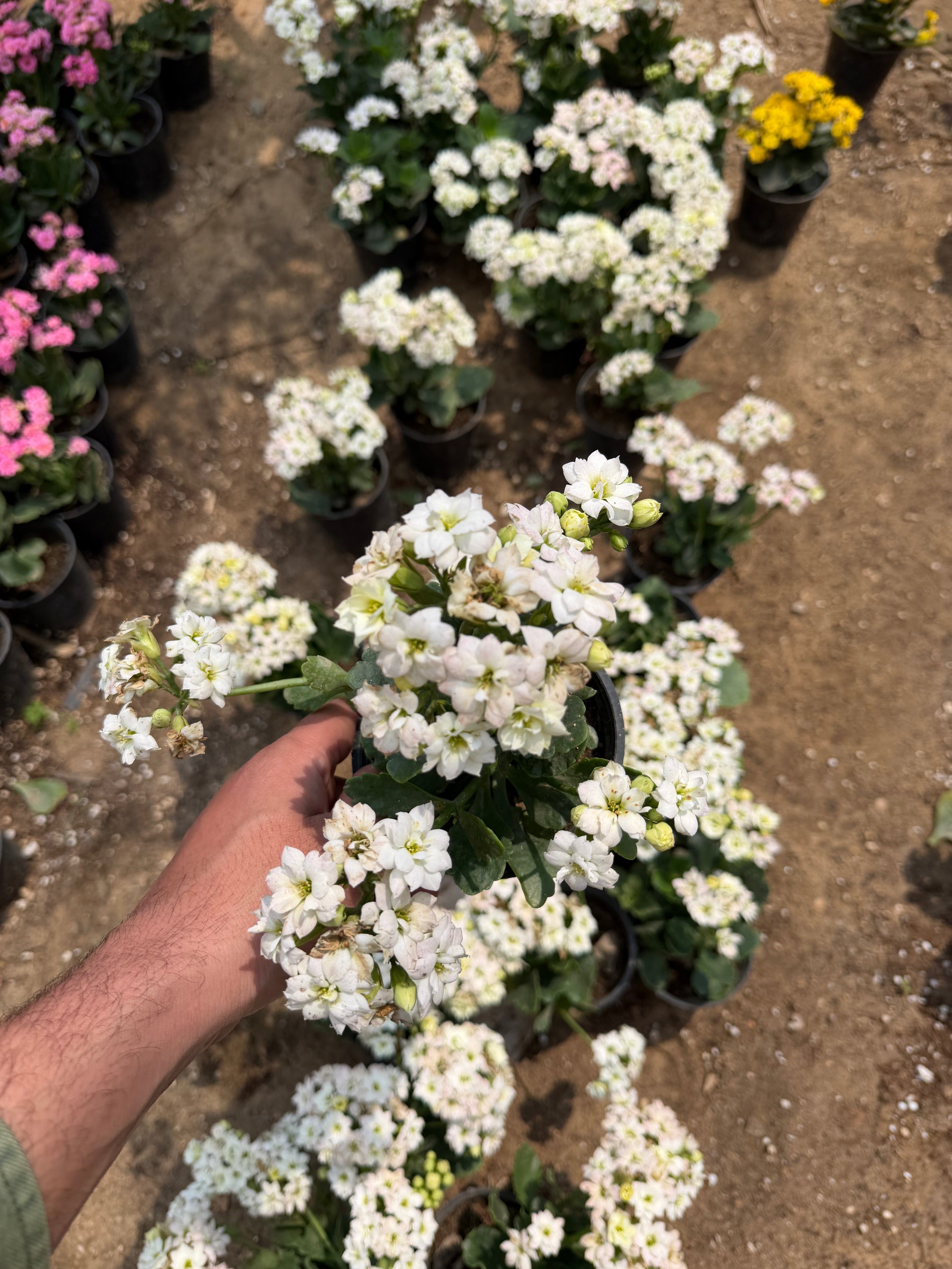 Kalanchoe - كلانشو