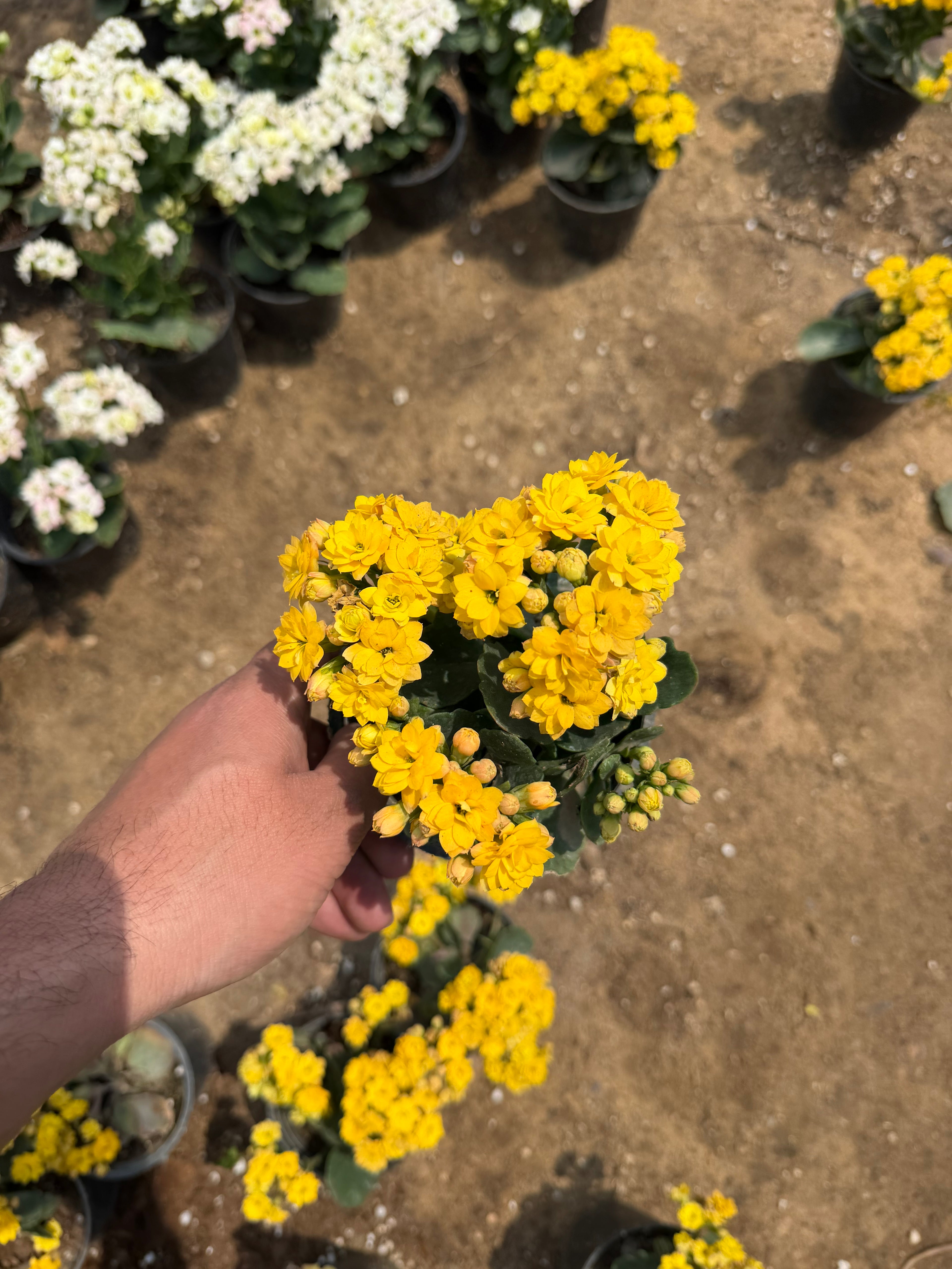 Kalanchoe - كلانشو