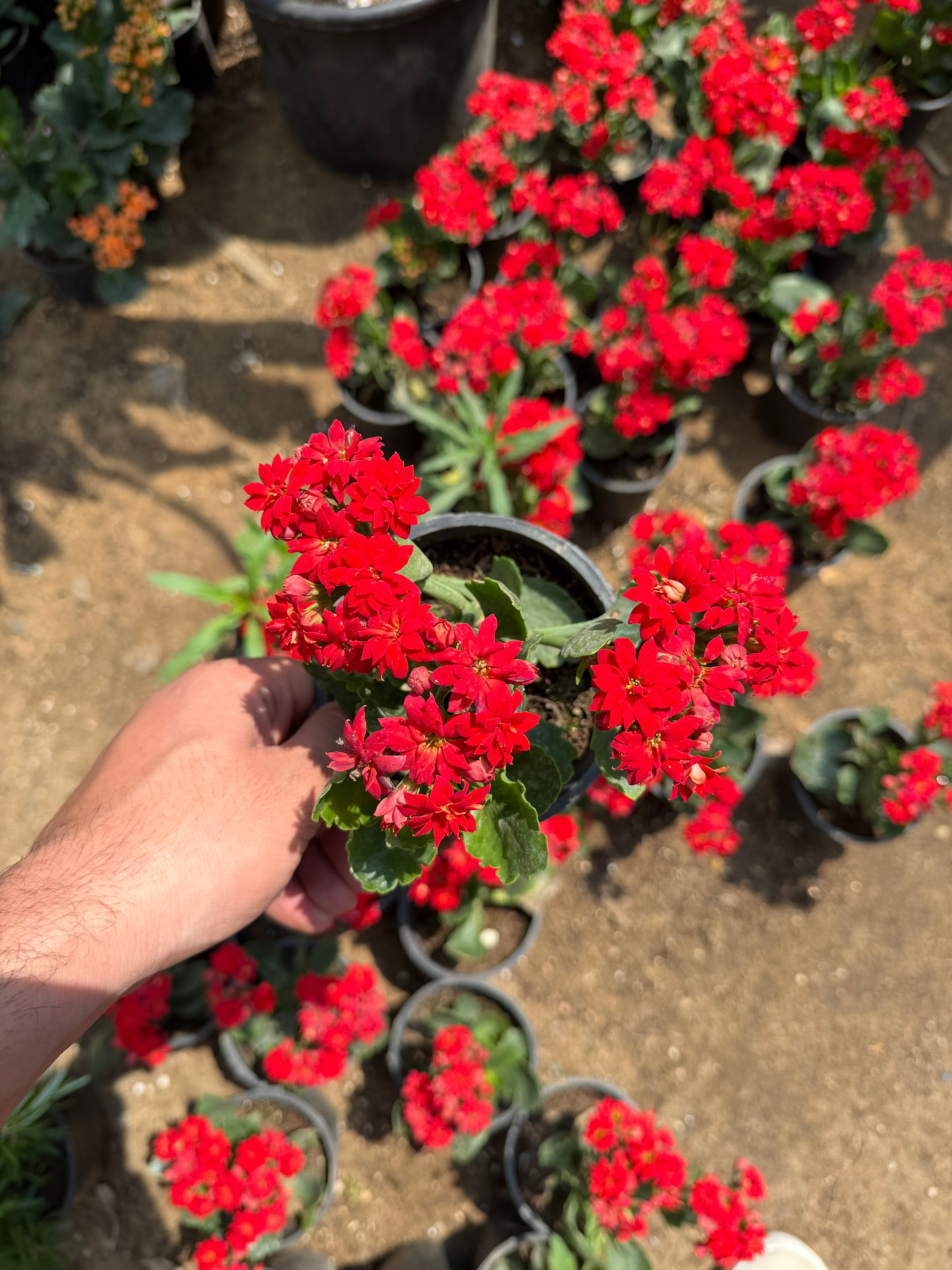 Kalanchoe - كلانشو