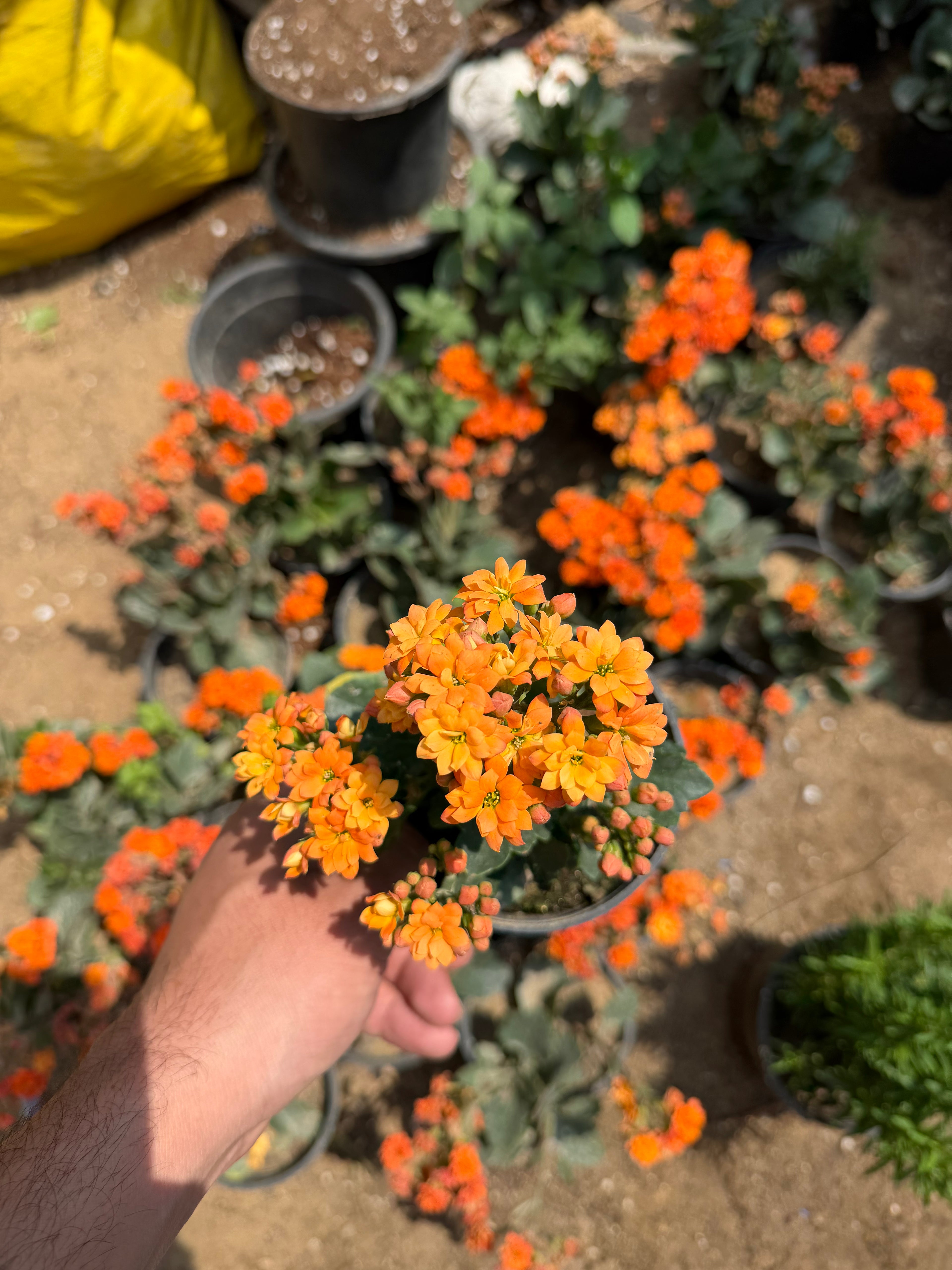 Kalanchoe - كلانشو