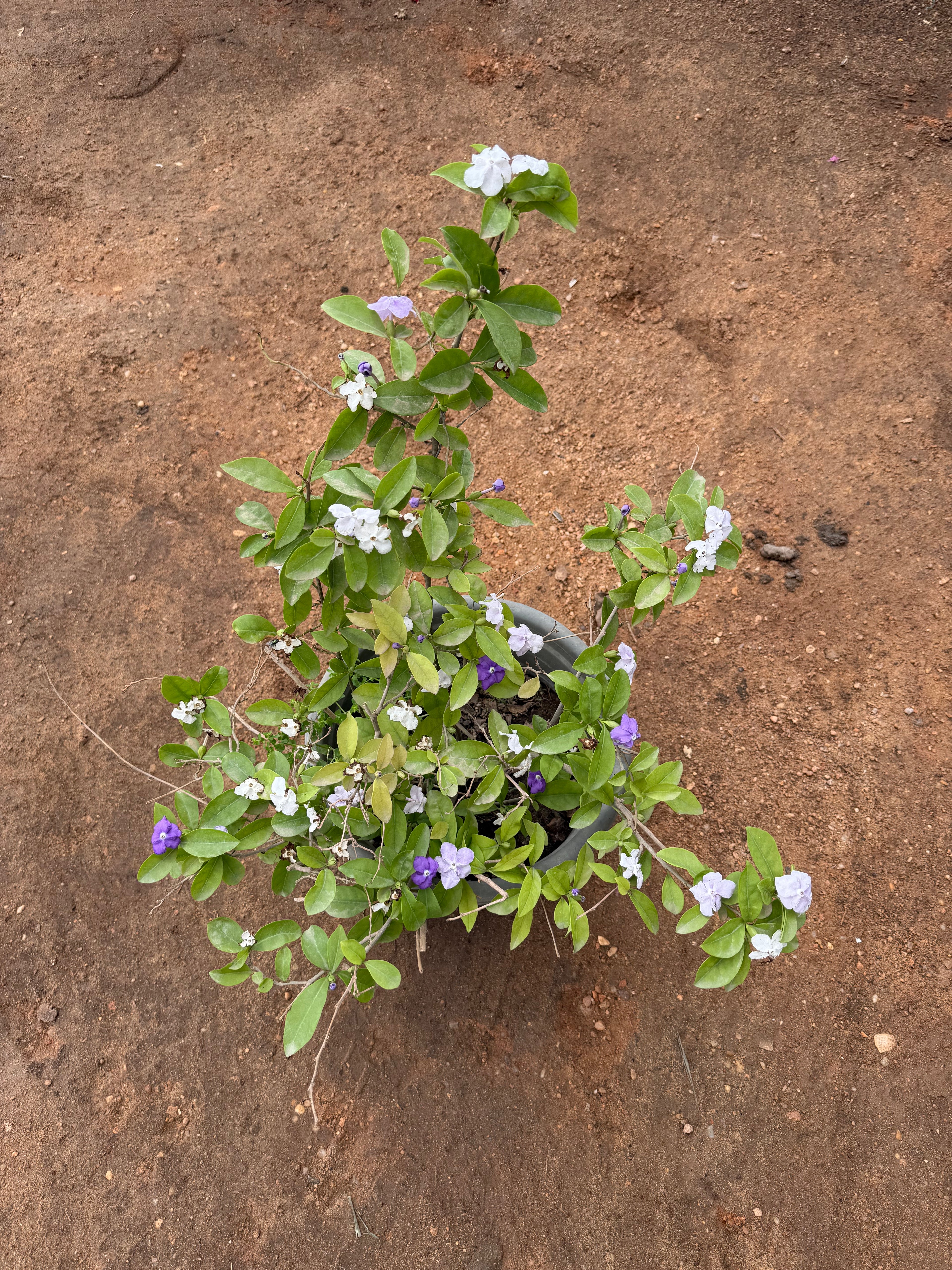 Brunfelsia - برونفليسيا