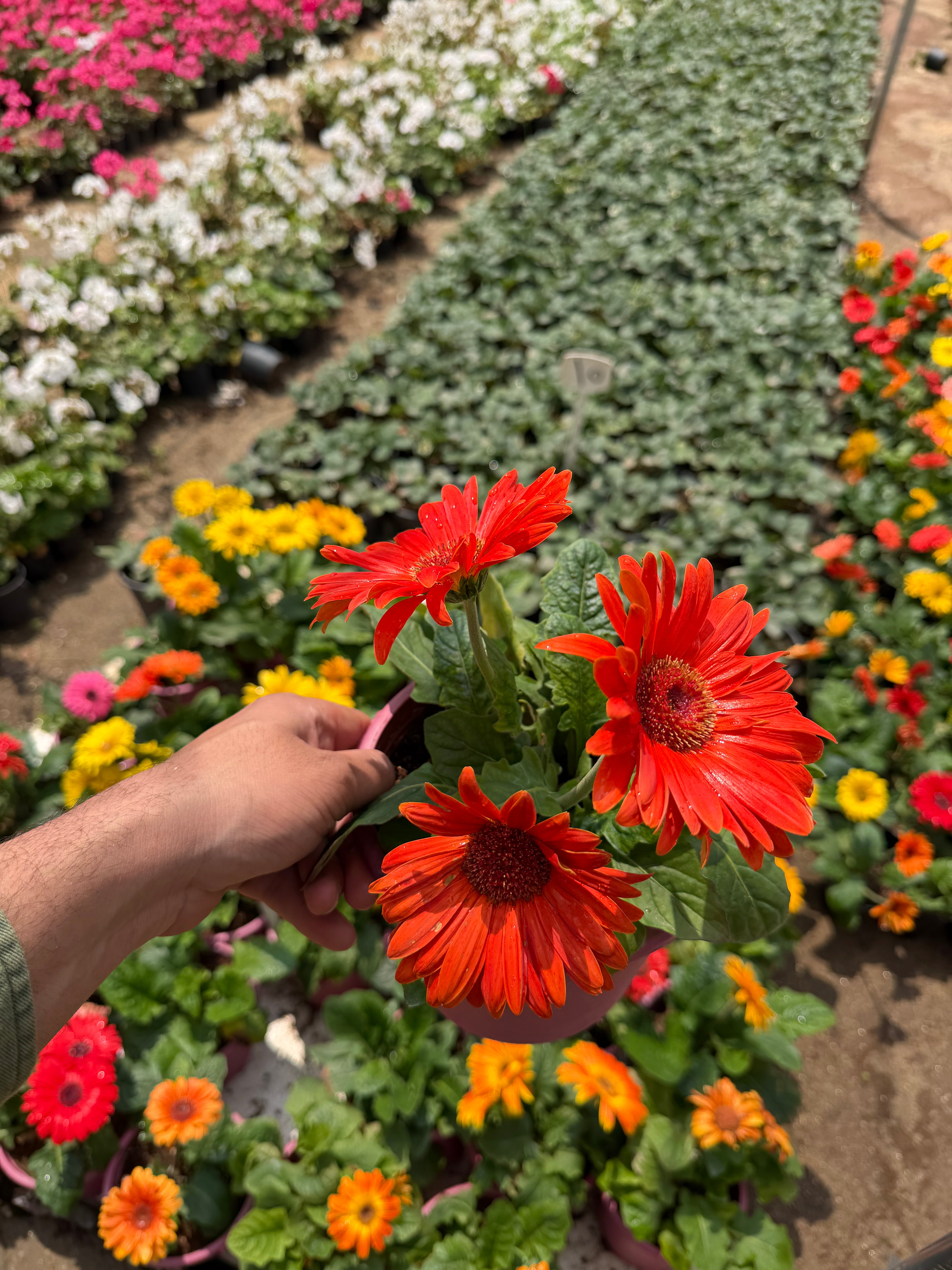 Gerbera - جربيرا
