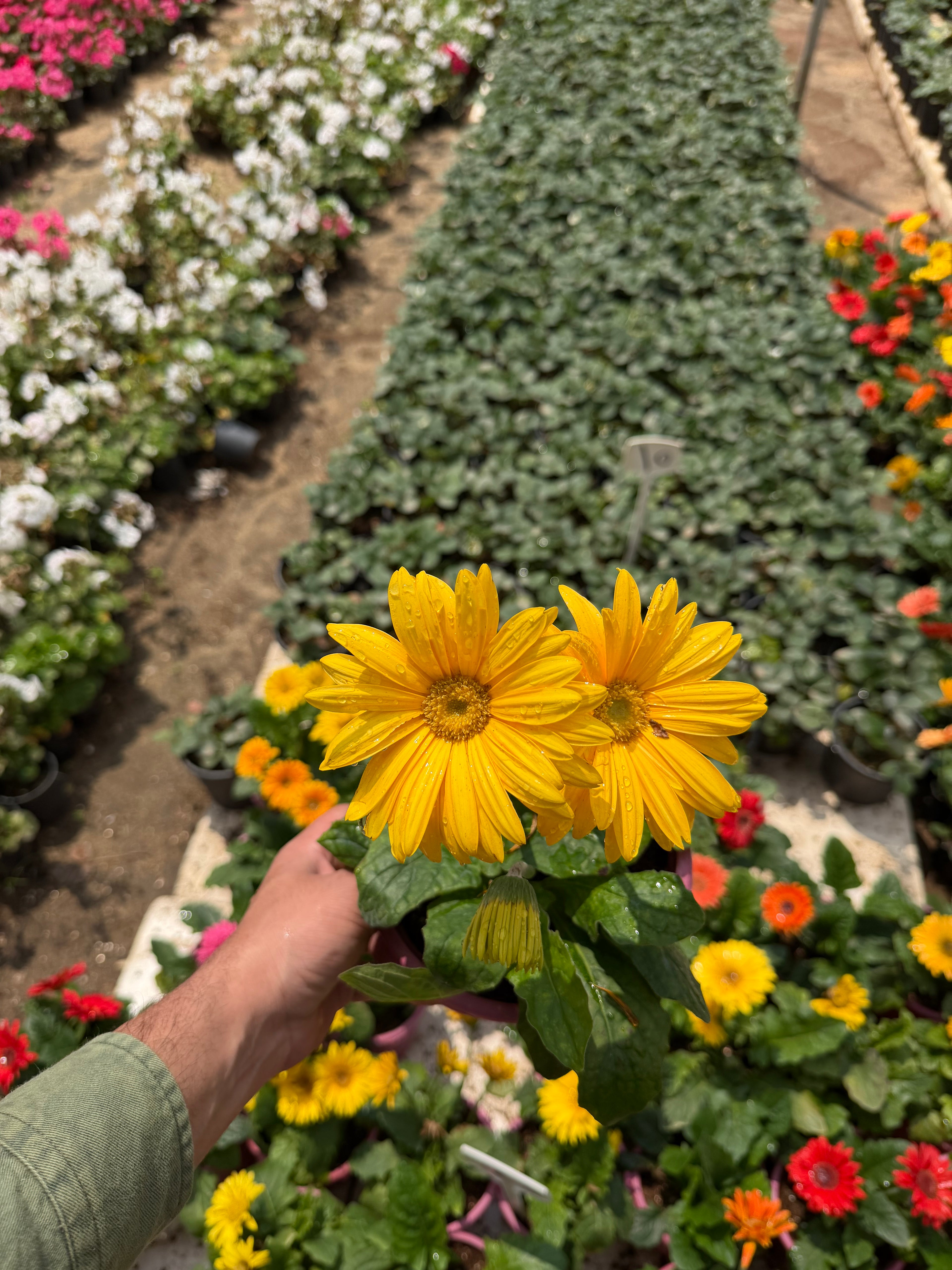 Gerbera - جربيرا