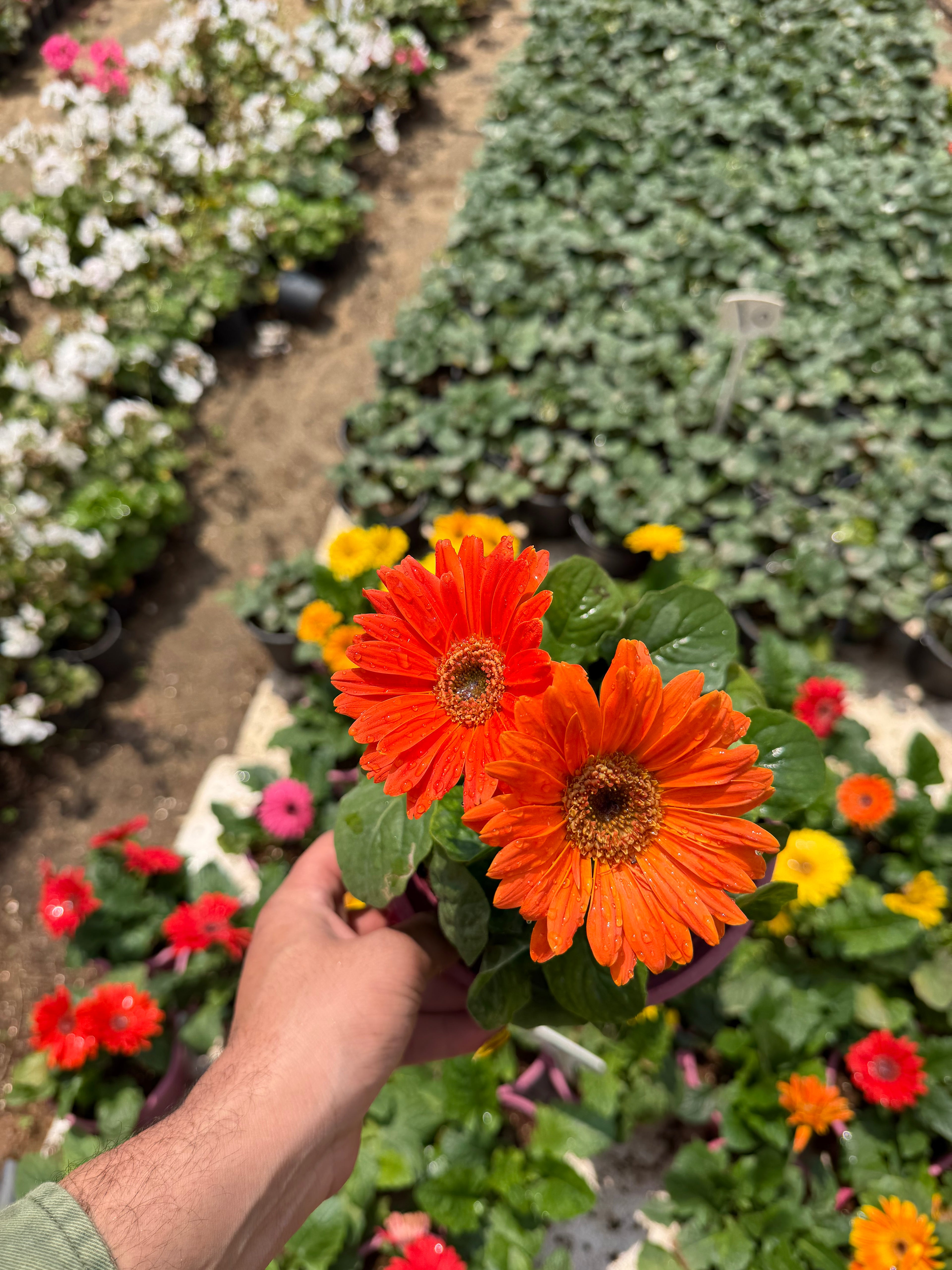 Gerbera - جربيرا