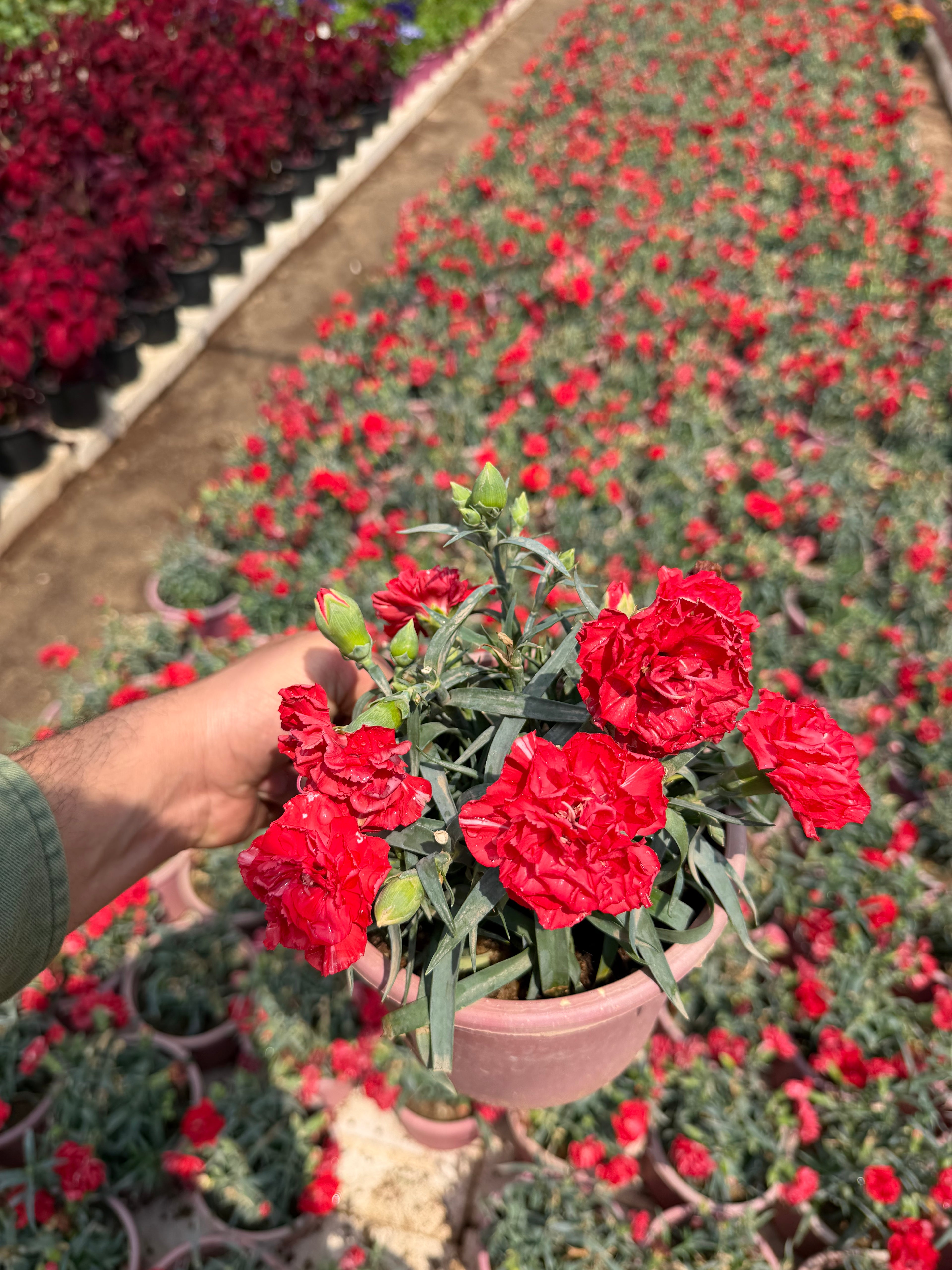 Dianthus - قرنفل