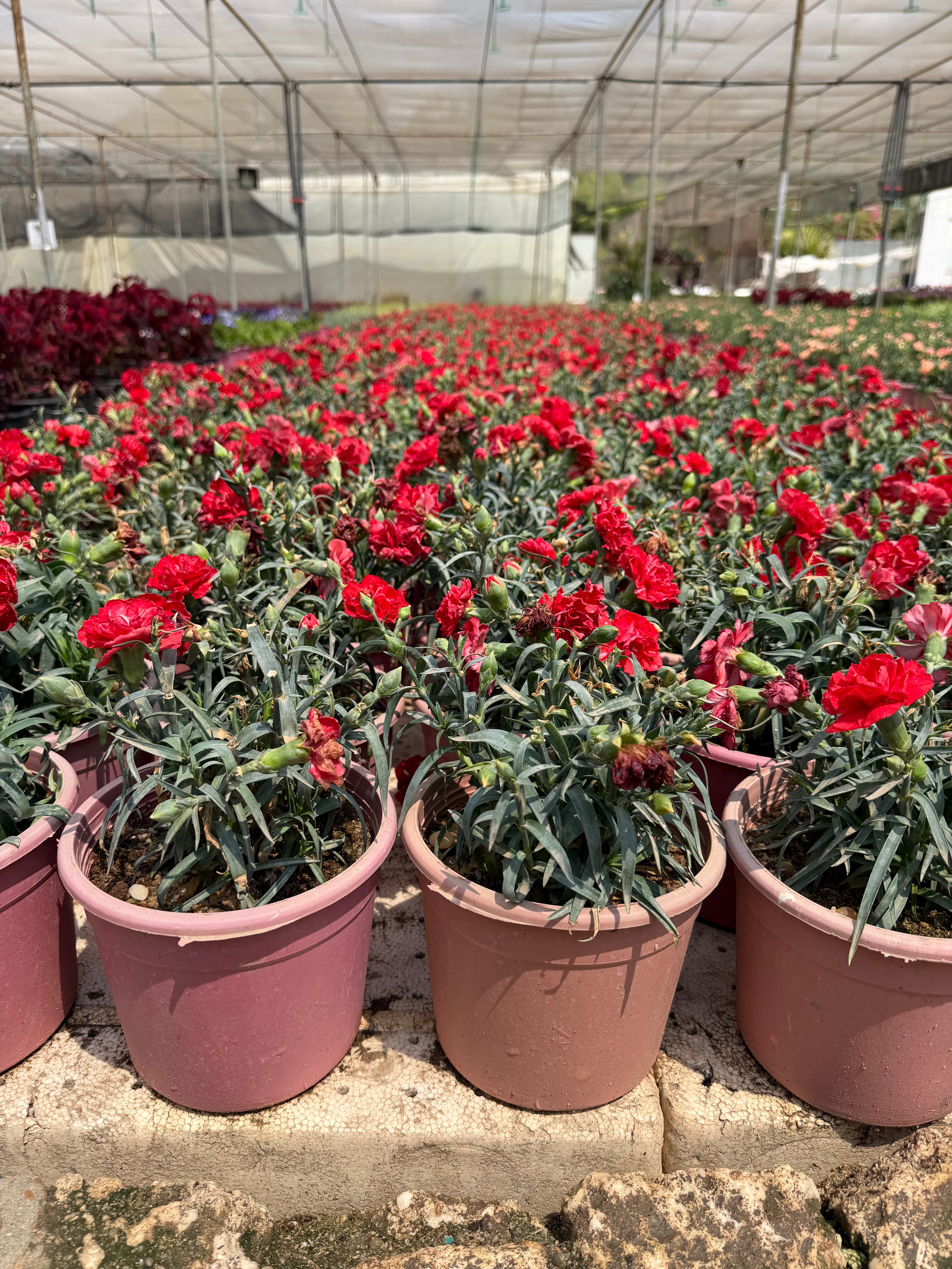 Dianthus - قرنفل