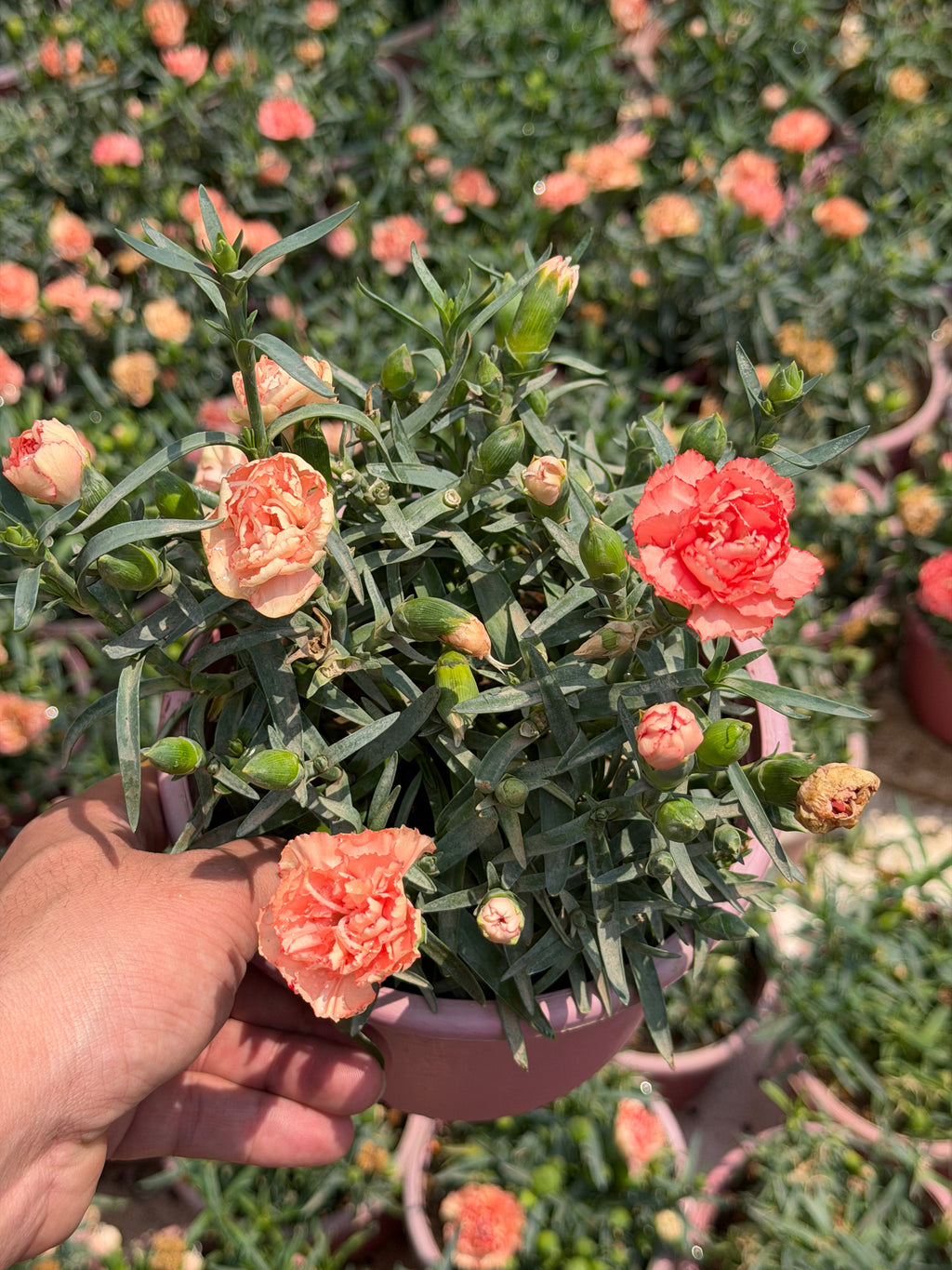 Dianthus - قرنفل
