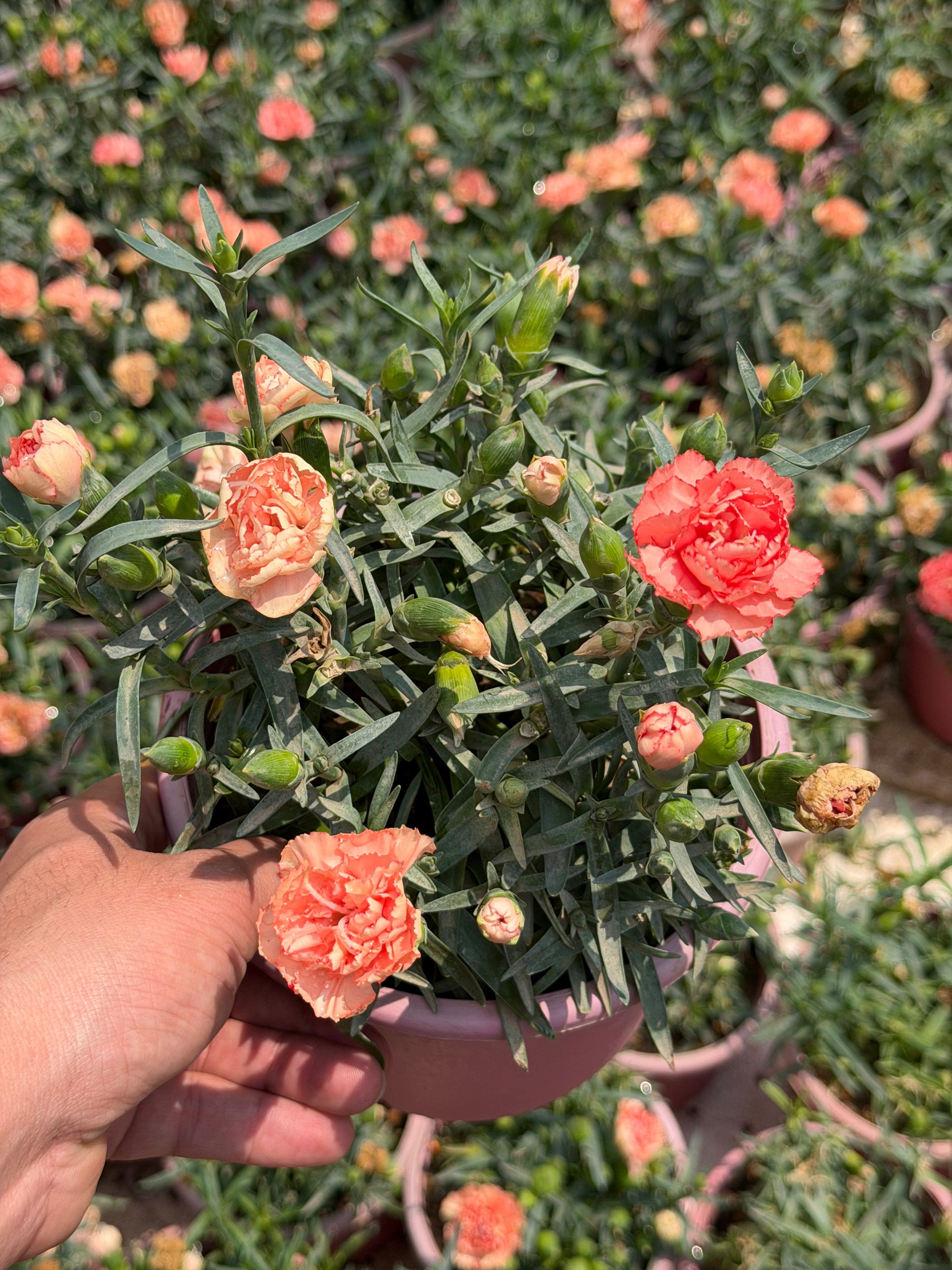 Dianthus - قرنفل