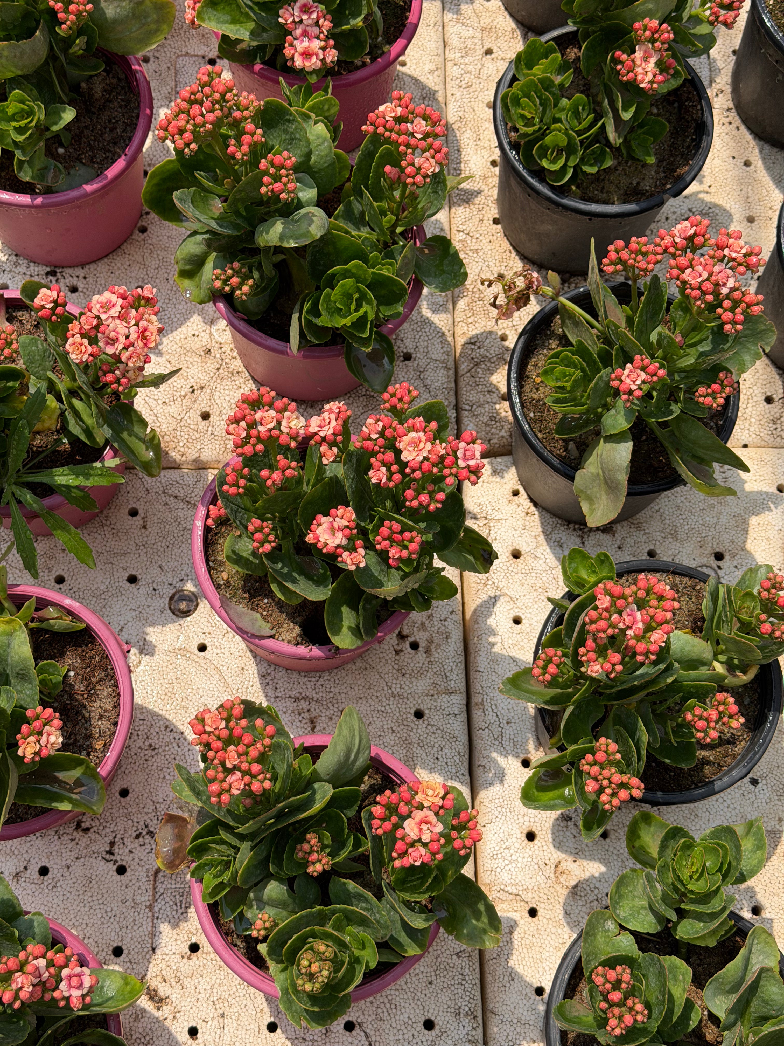 Kalanchoe - كلانشو