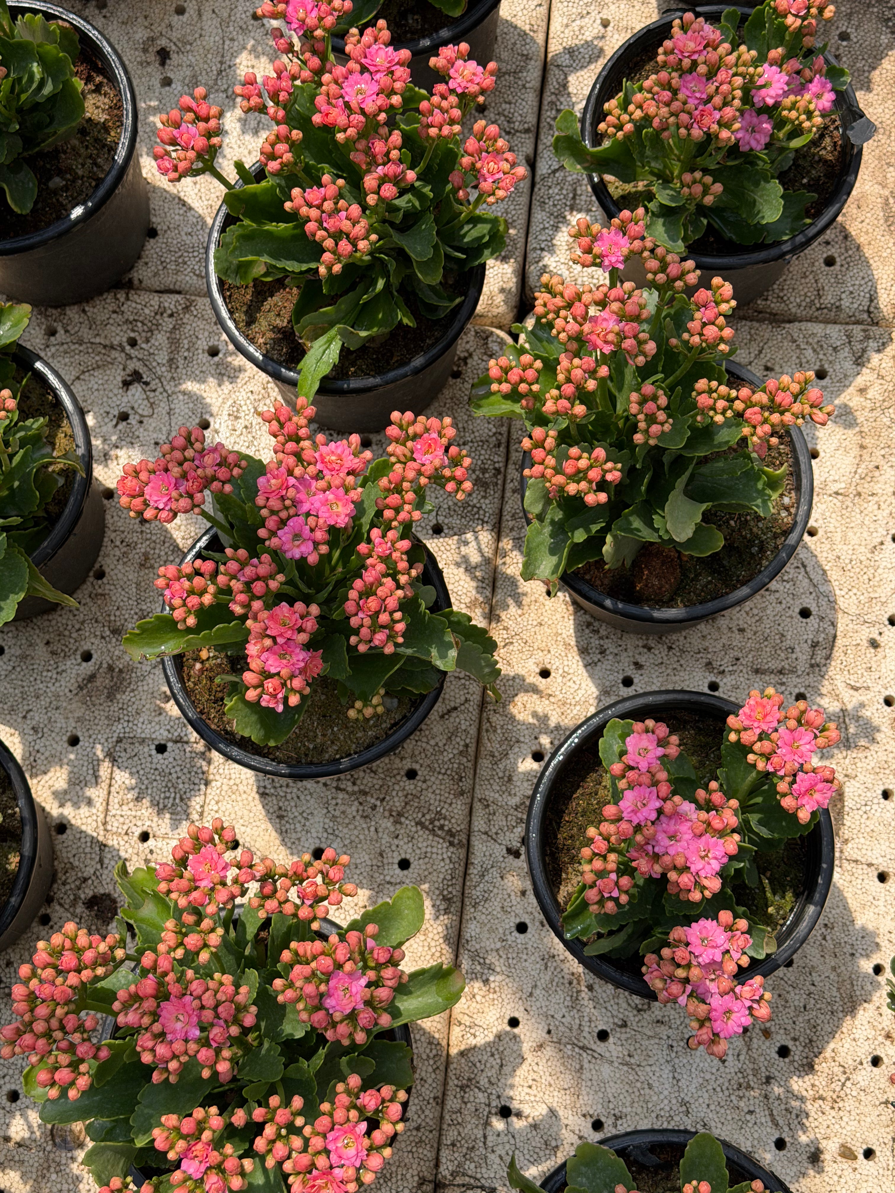 Kalanchoe - كلانشو