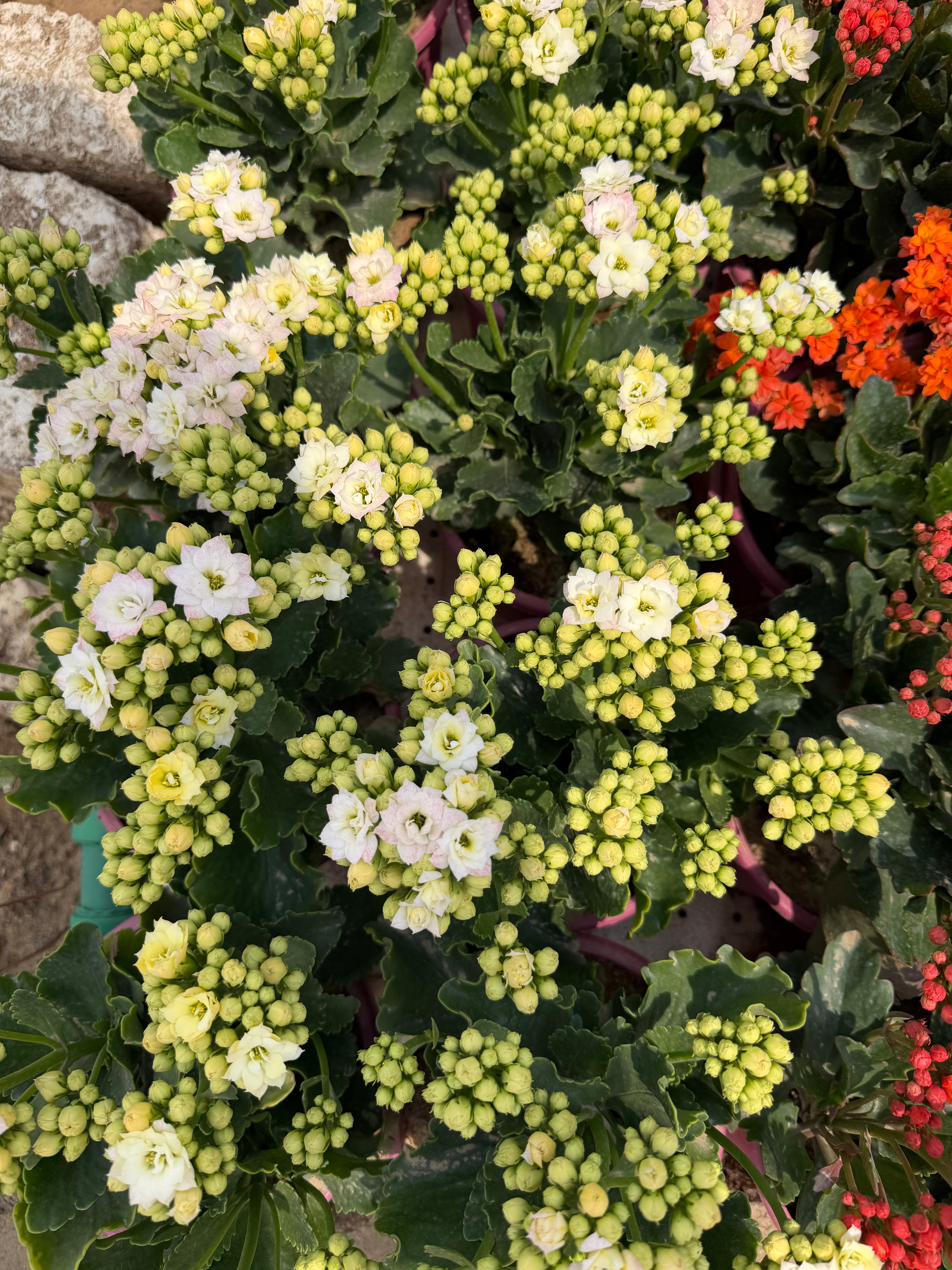 Kalanchoe - كلانشو