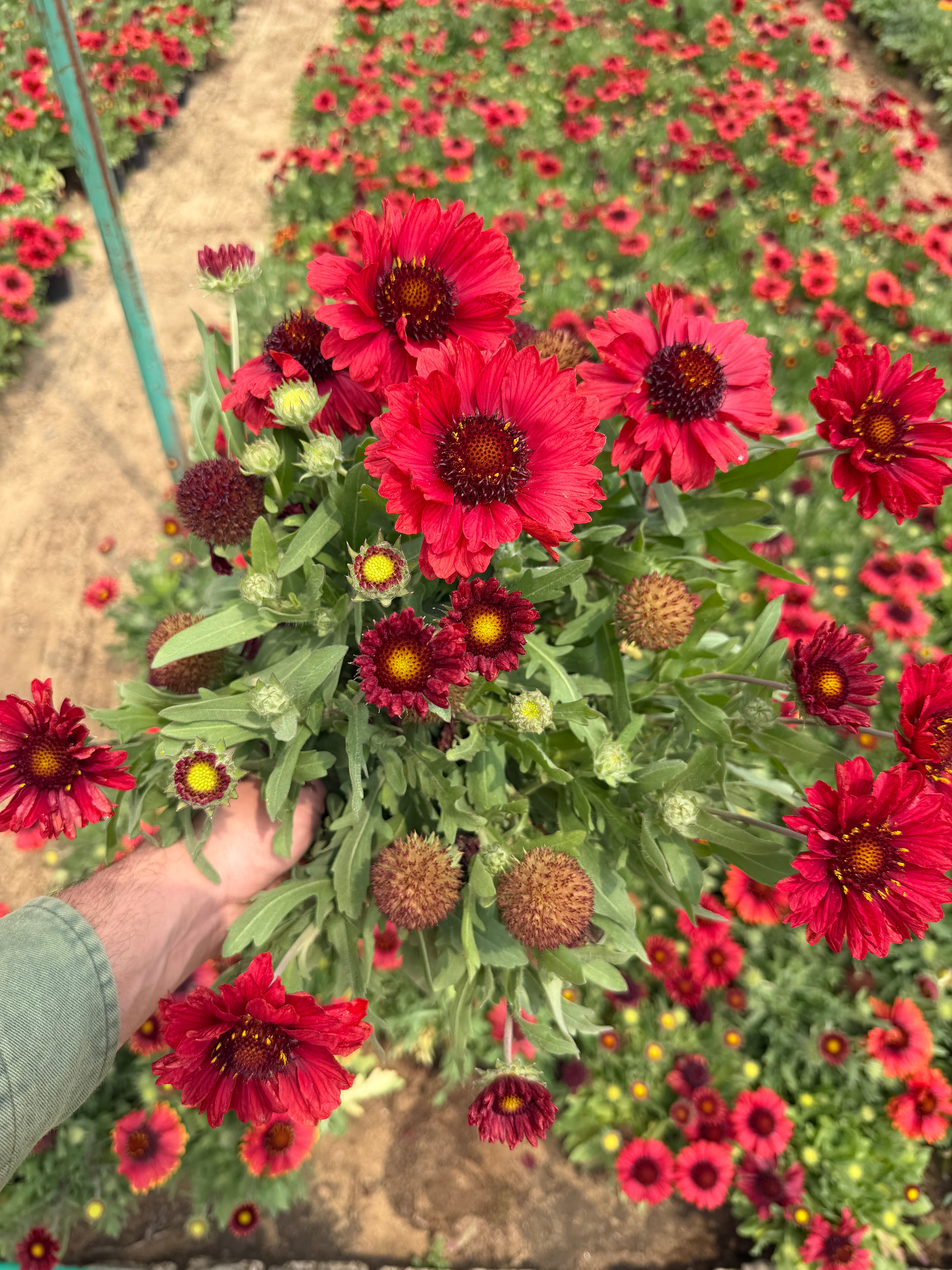 Gaillardia - جايلارديا