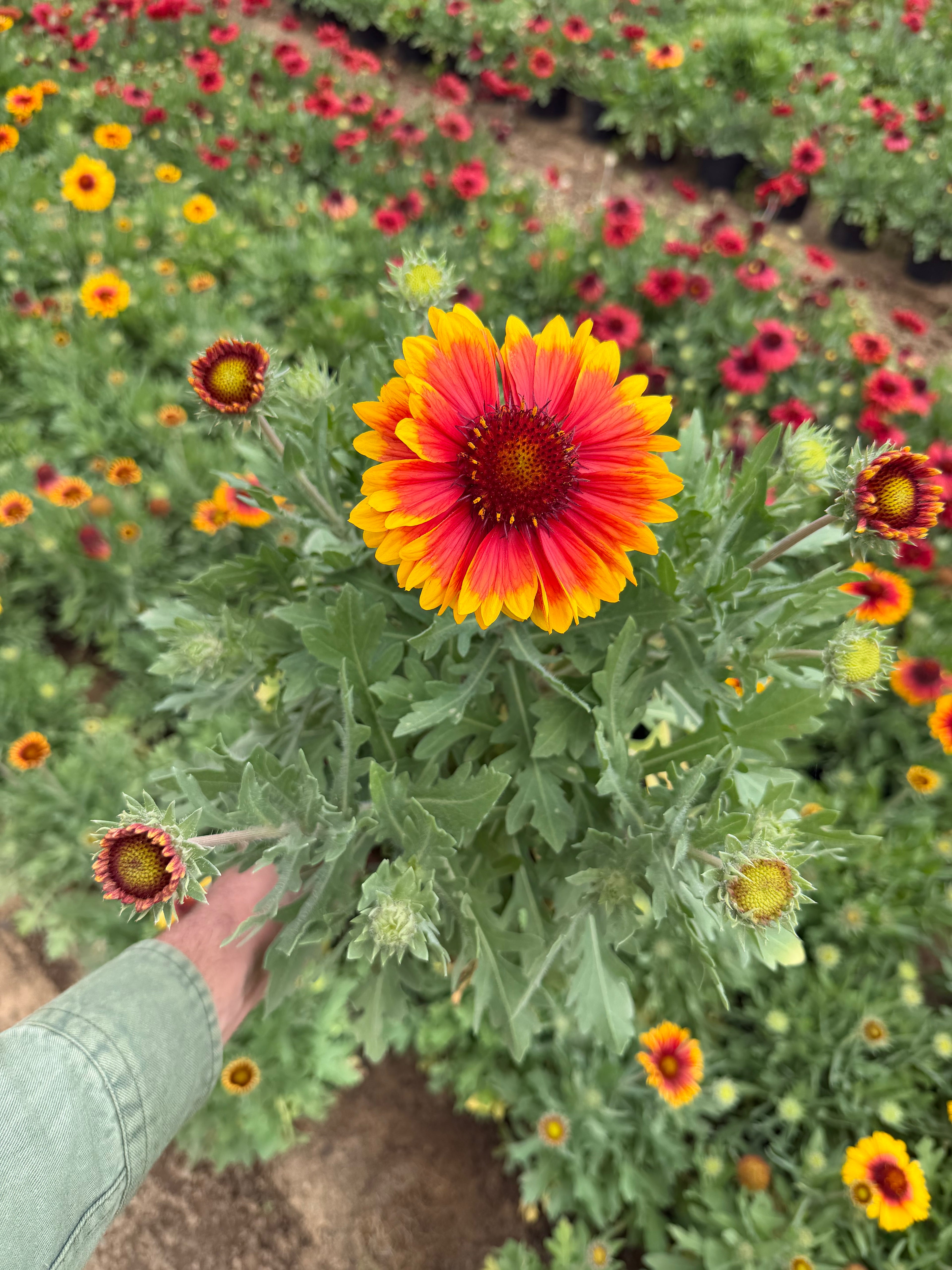 Gaillardia - جايلارديا