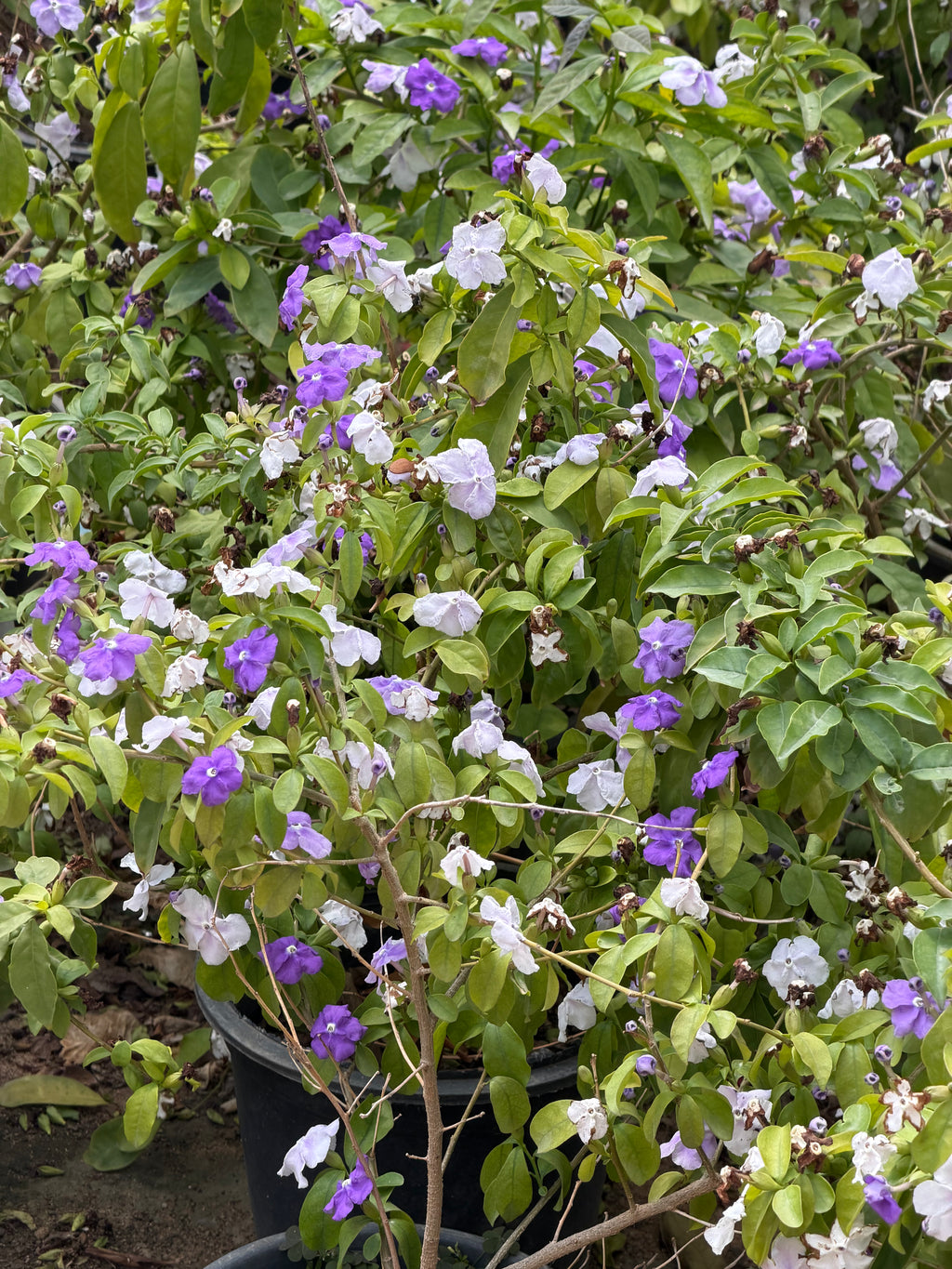 Brunfelsia - برونفليسيا