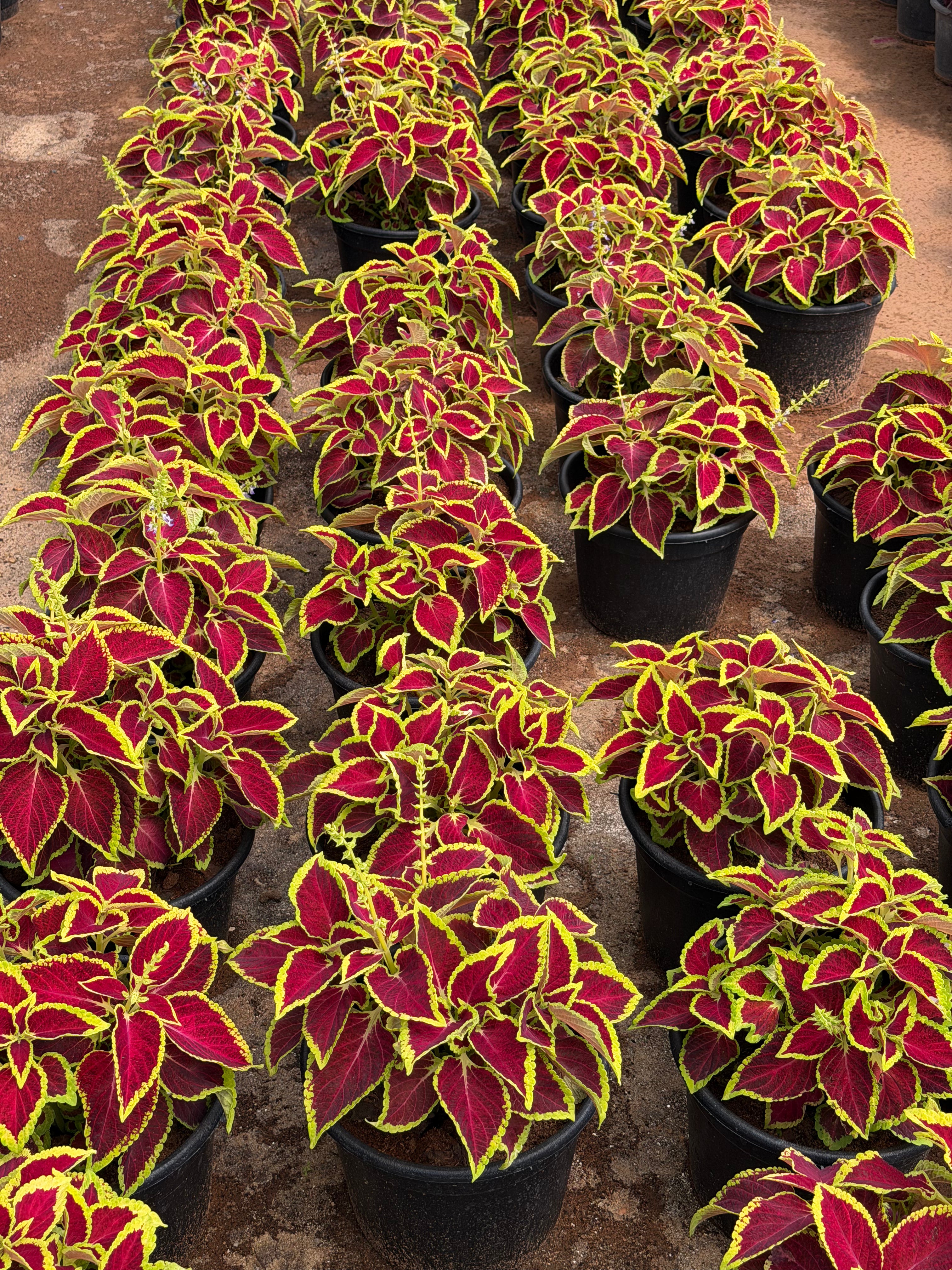 Coleus - كوليوس