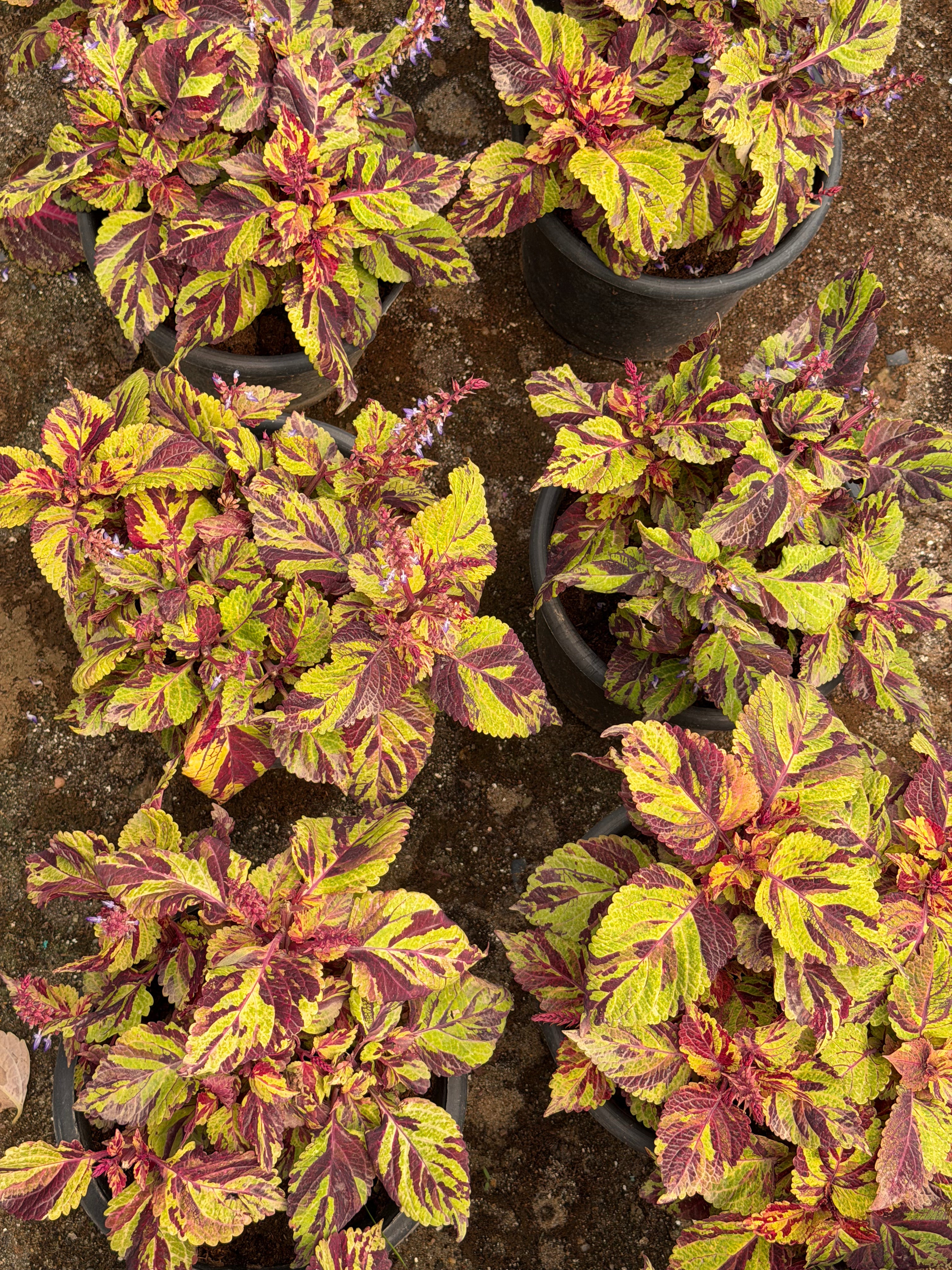 Coleus - كوليوس