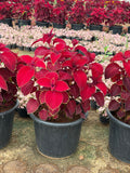 Coleus - كوليوس