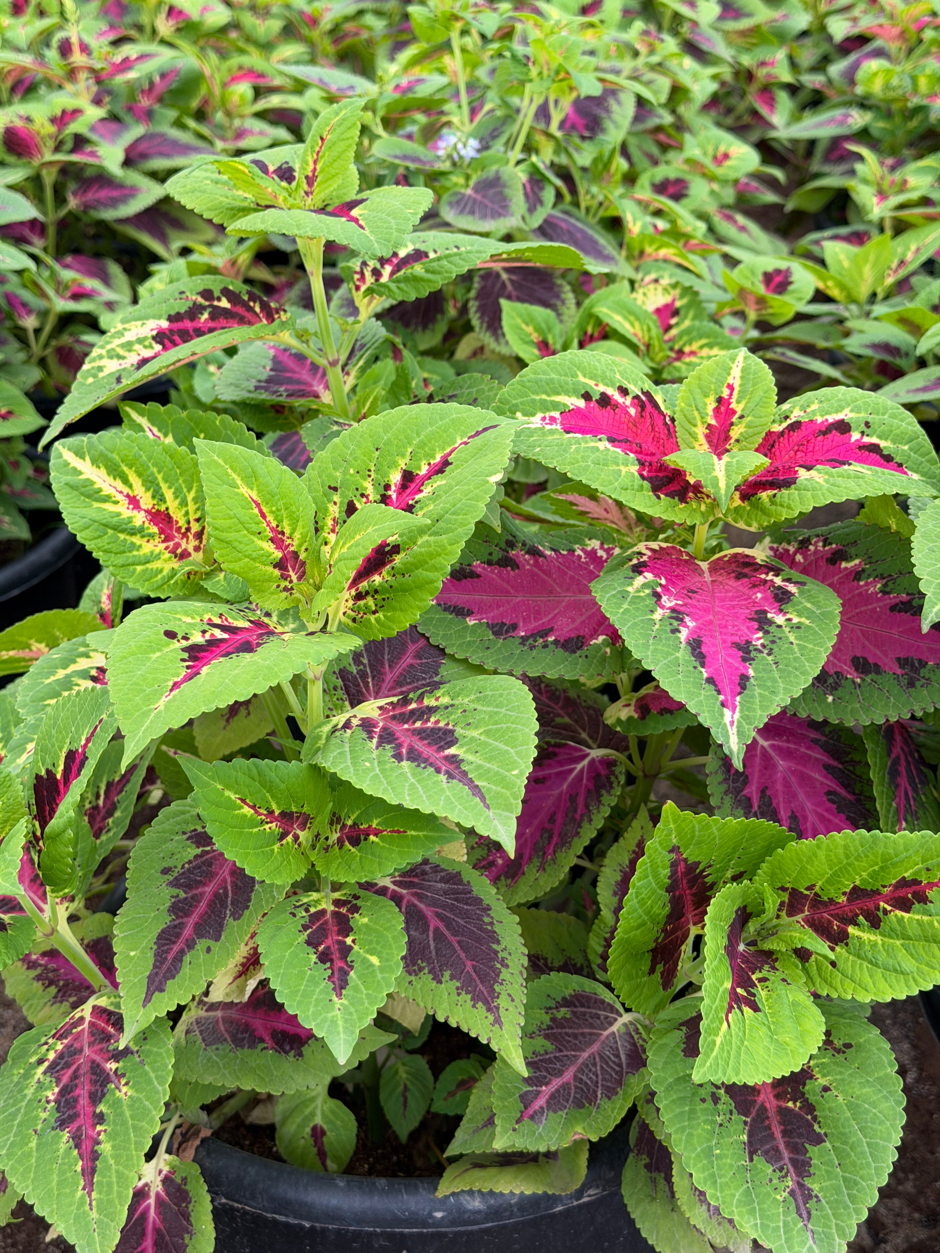 Coleus - كوليوس