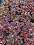 Coleus - كوليوس