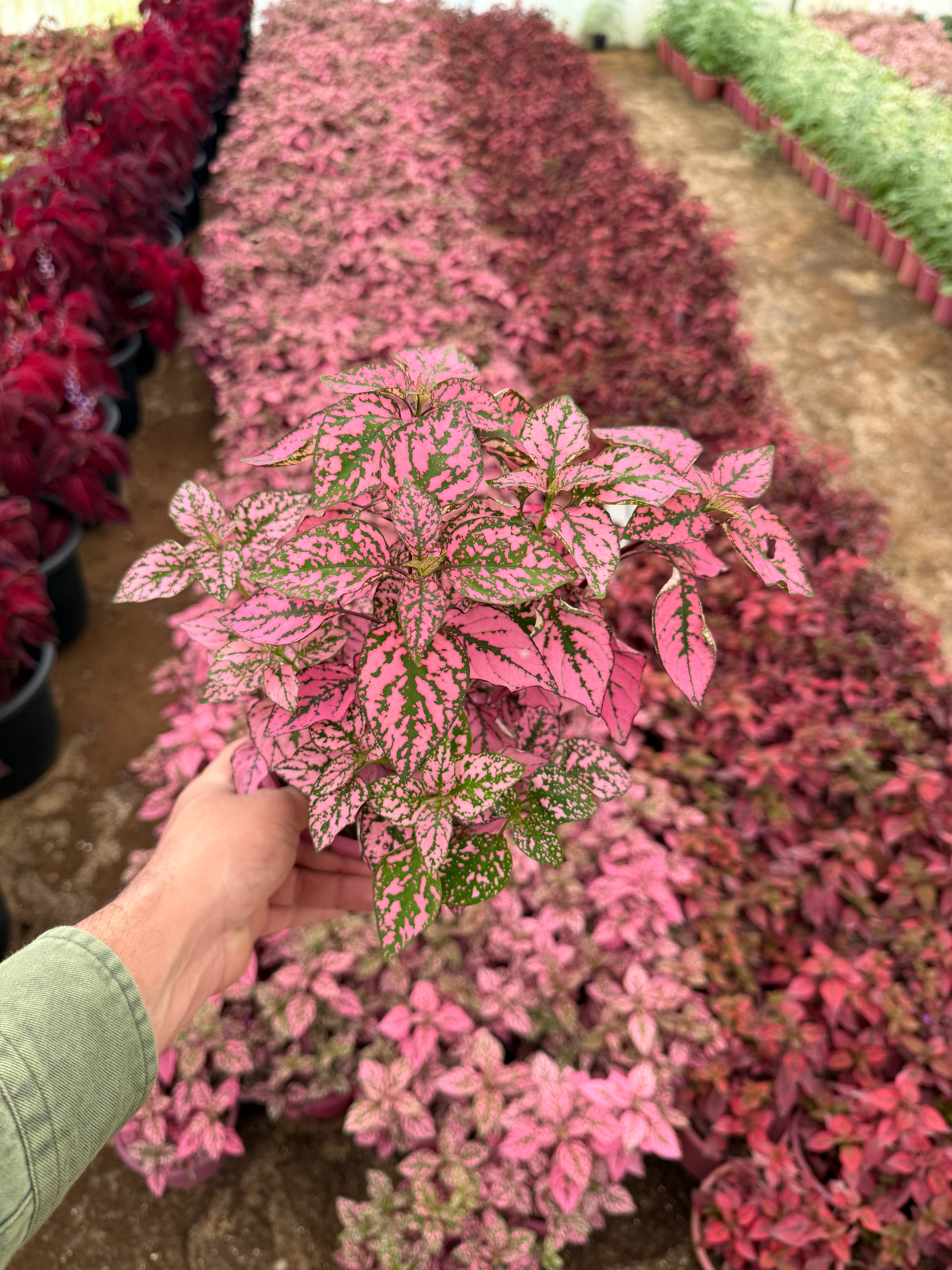 Hypoestes - هيبستوس