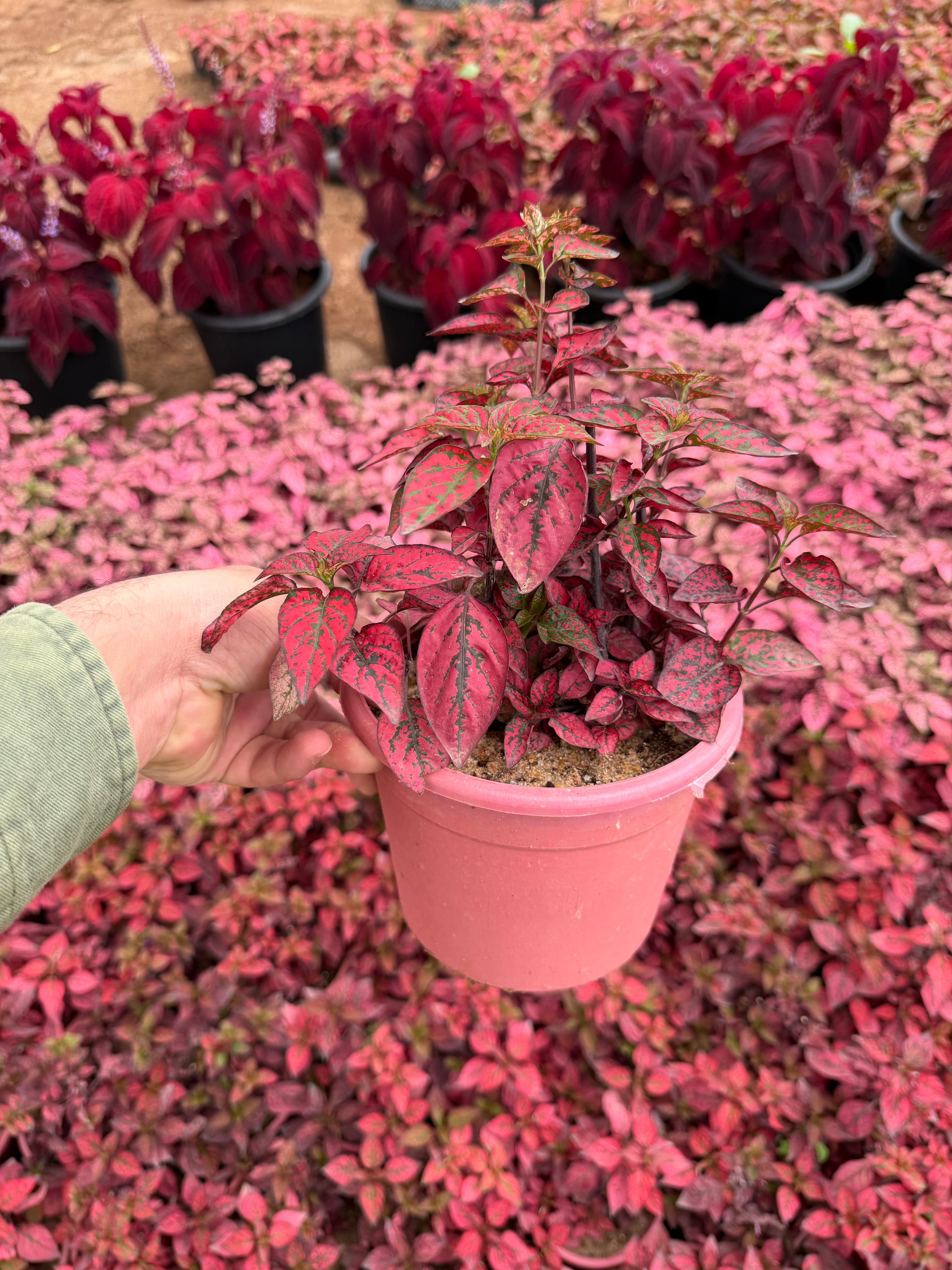 Hypoestes - هيبستوس