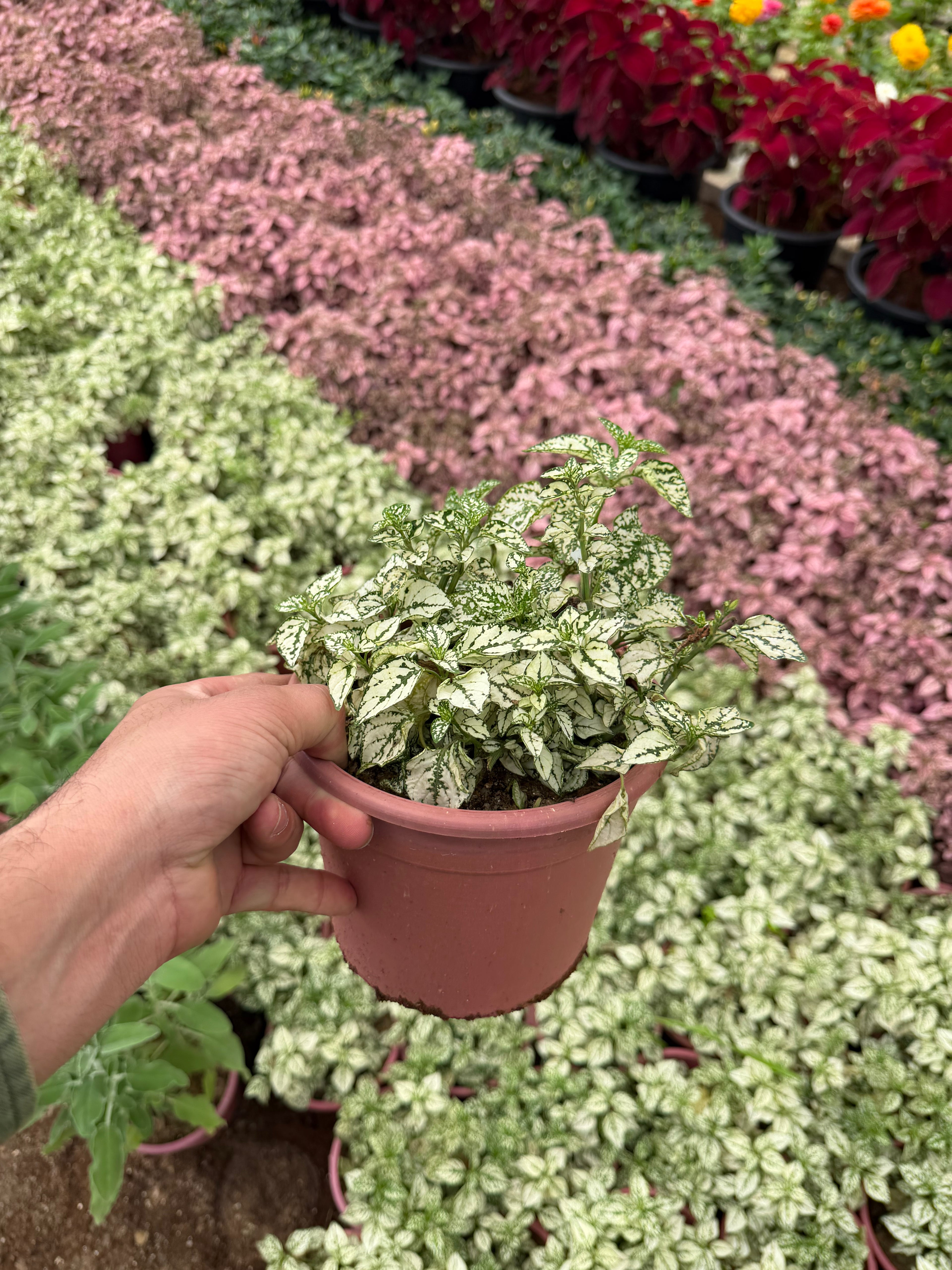 Hypoestes - هيبستوس