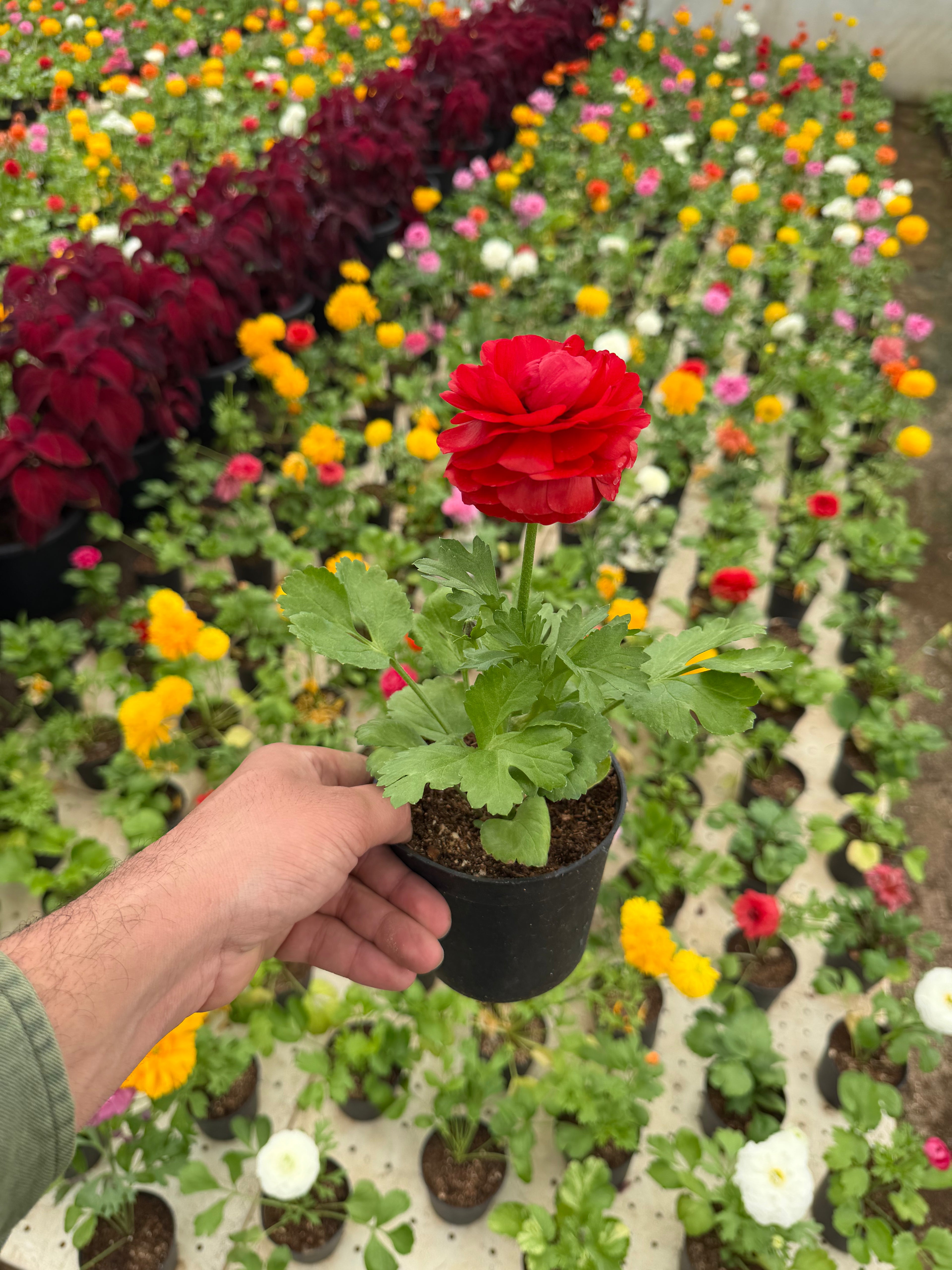 Ranunculus - رننكلوس