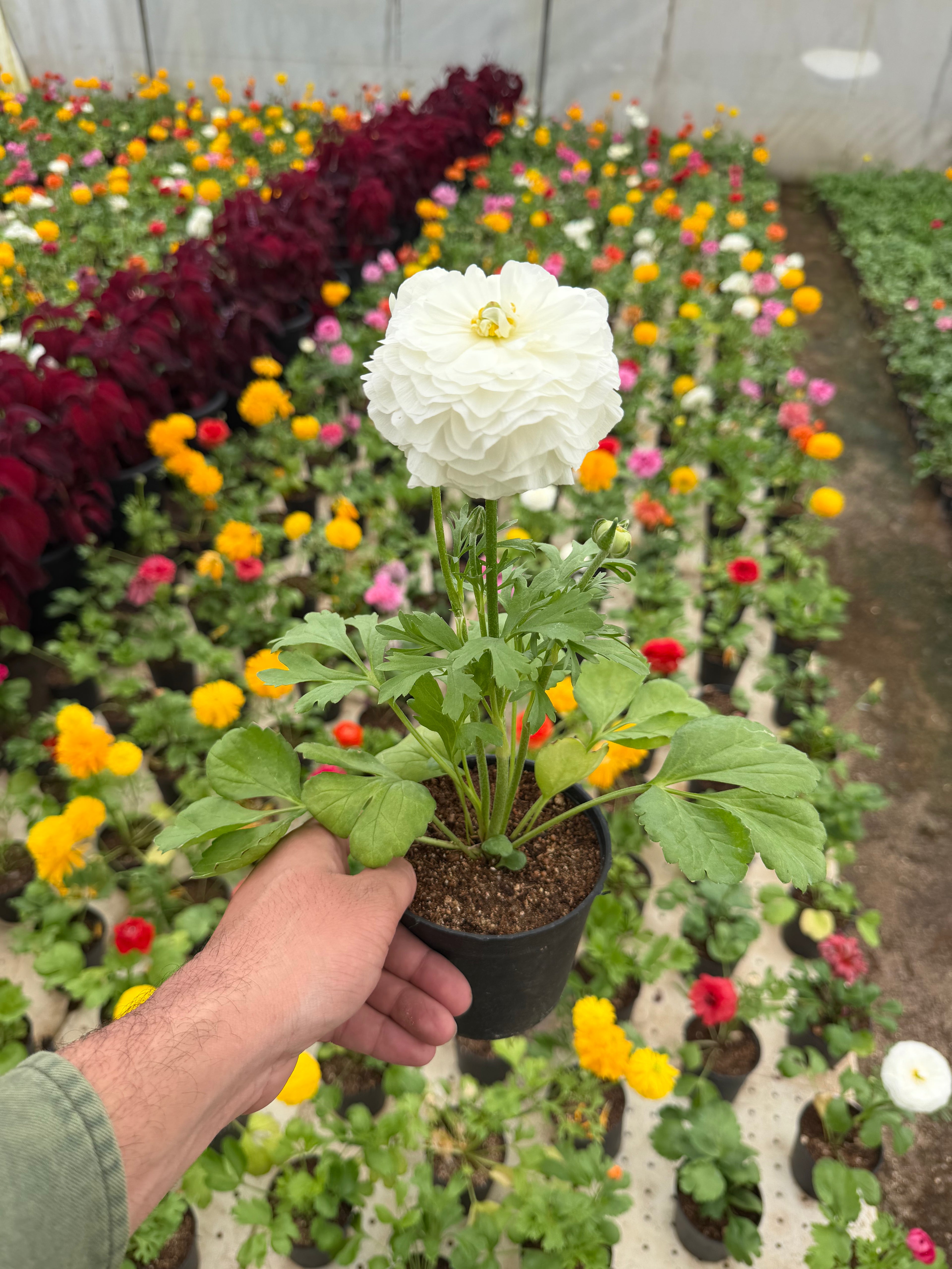 Ranunculus - رننكلوس