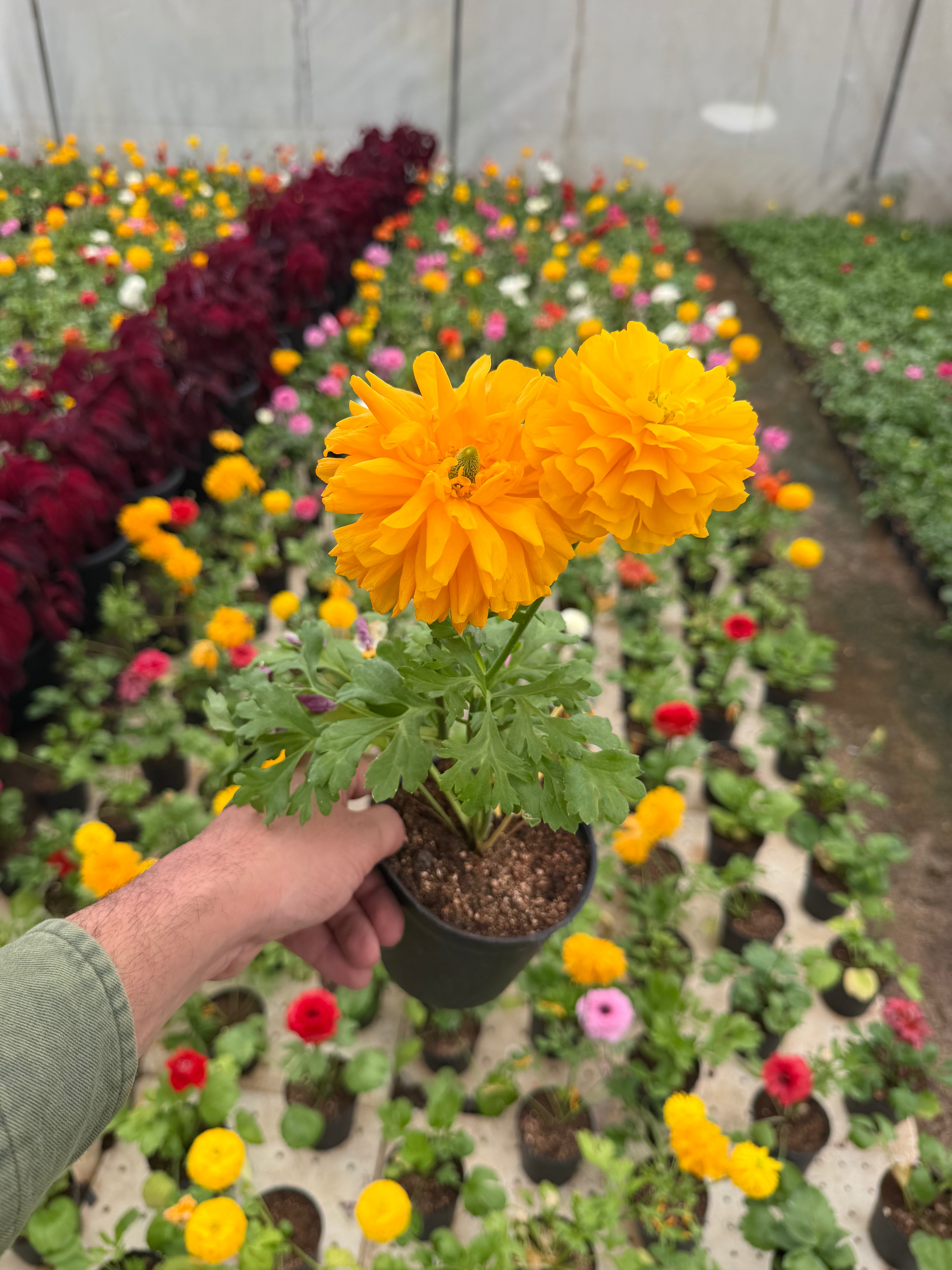 Ranunculus - رننكلوس