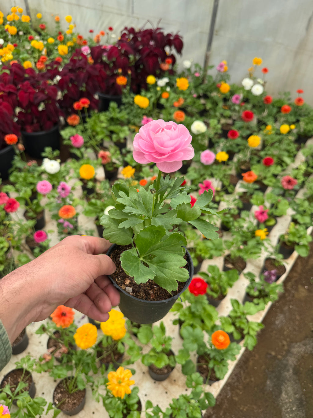 Ranunculus - رننكلوس