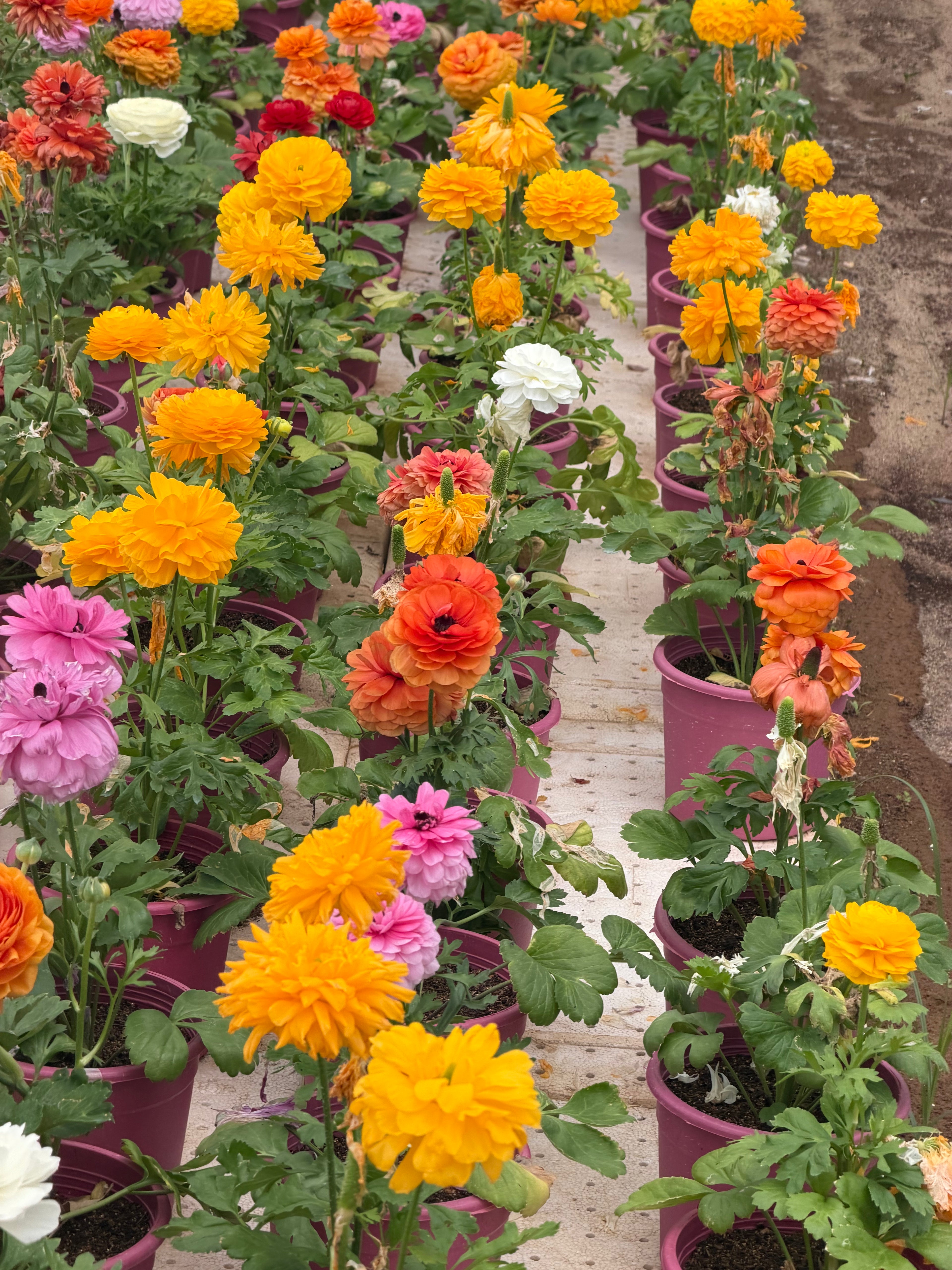 Ranunculus - رننكلوس