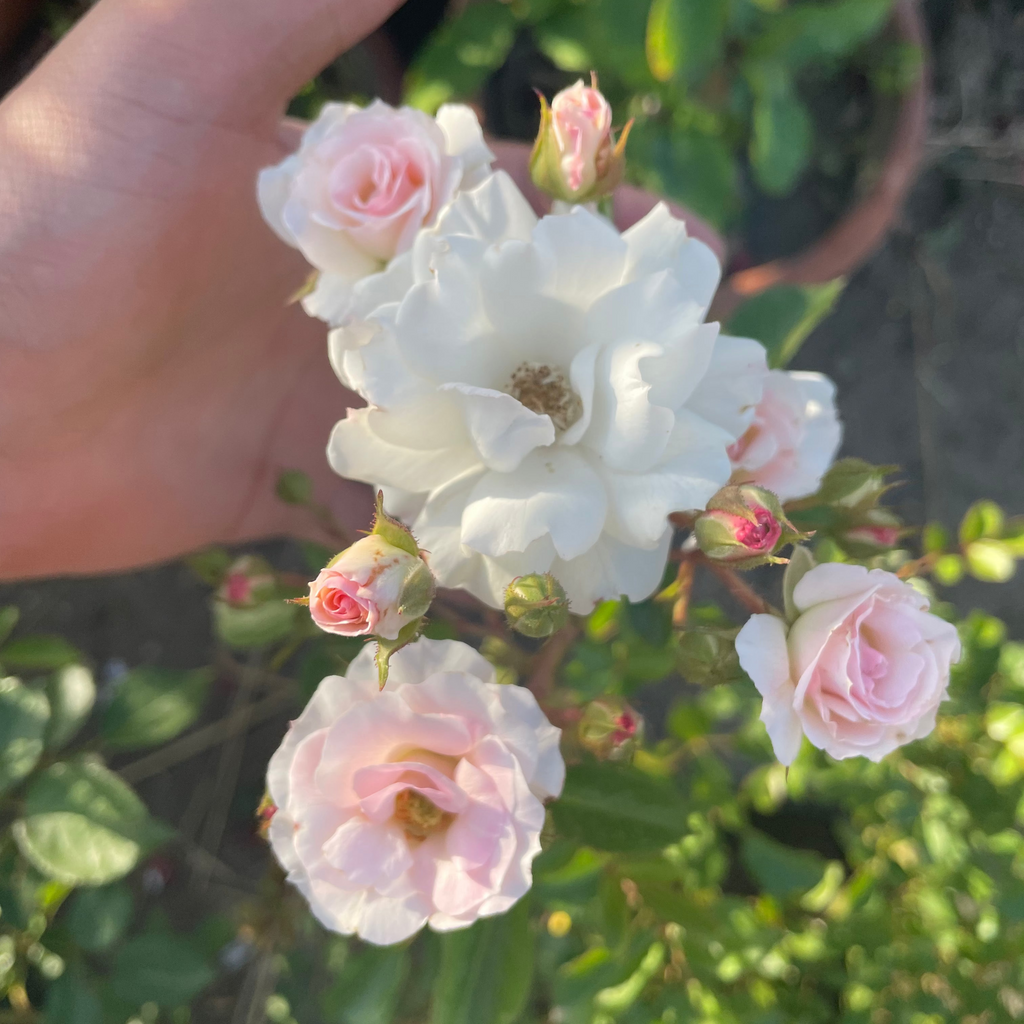 Baby Rosa - بيبي روز ابيض