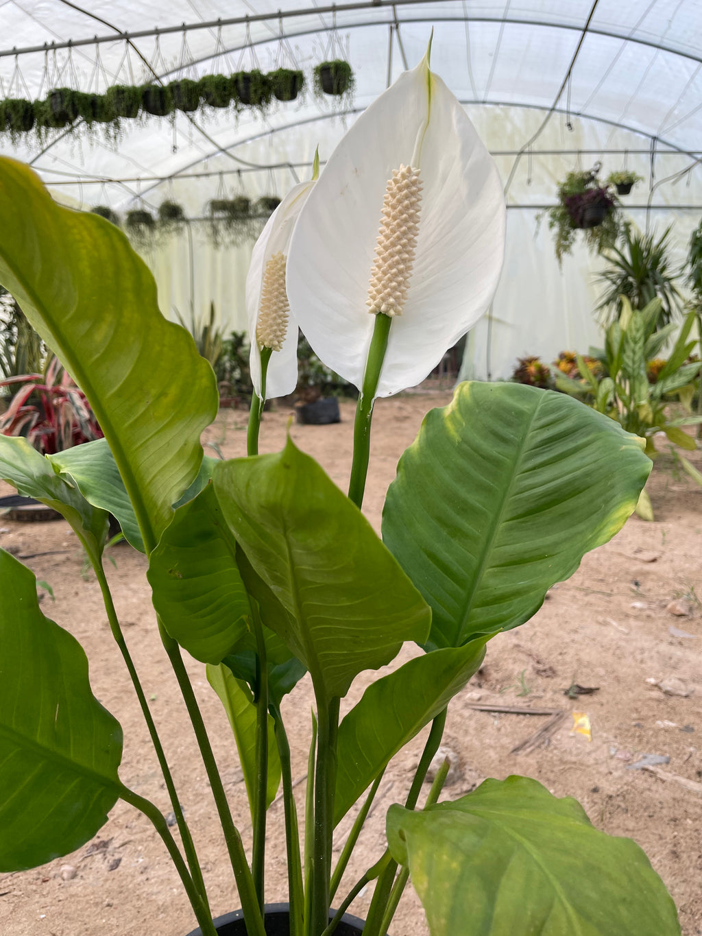 Peace lily - بيس ليلي