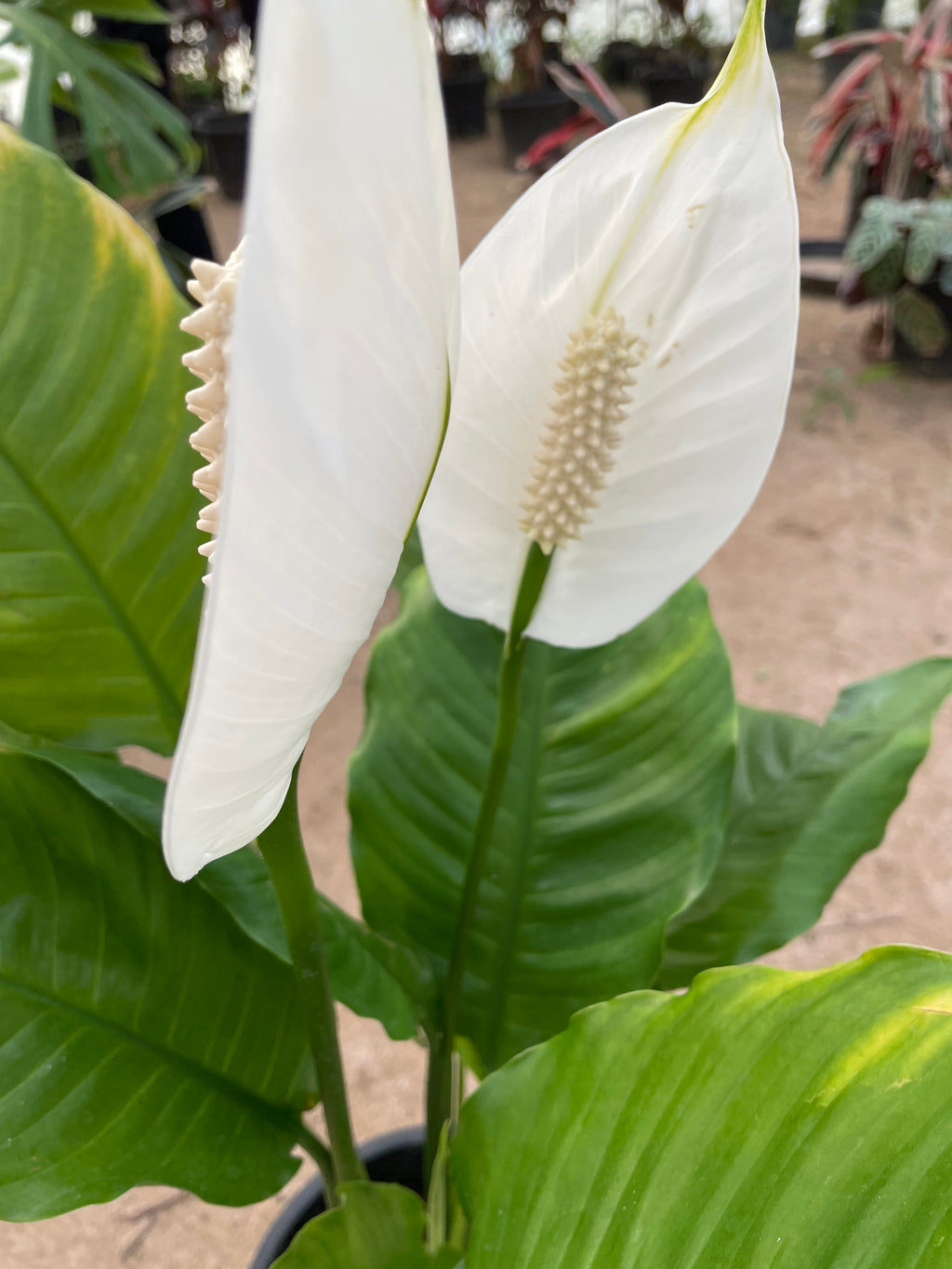 Peace lily - بيس ليلي