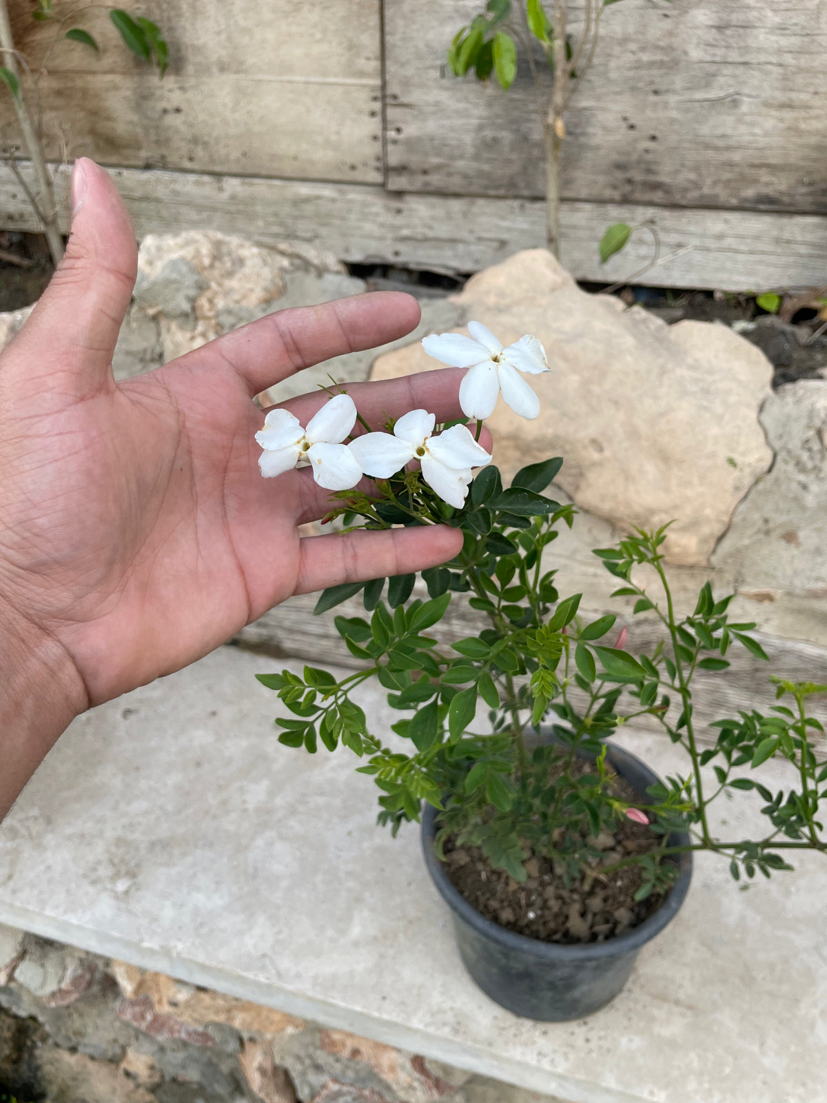 ياسمين بلدي