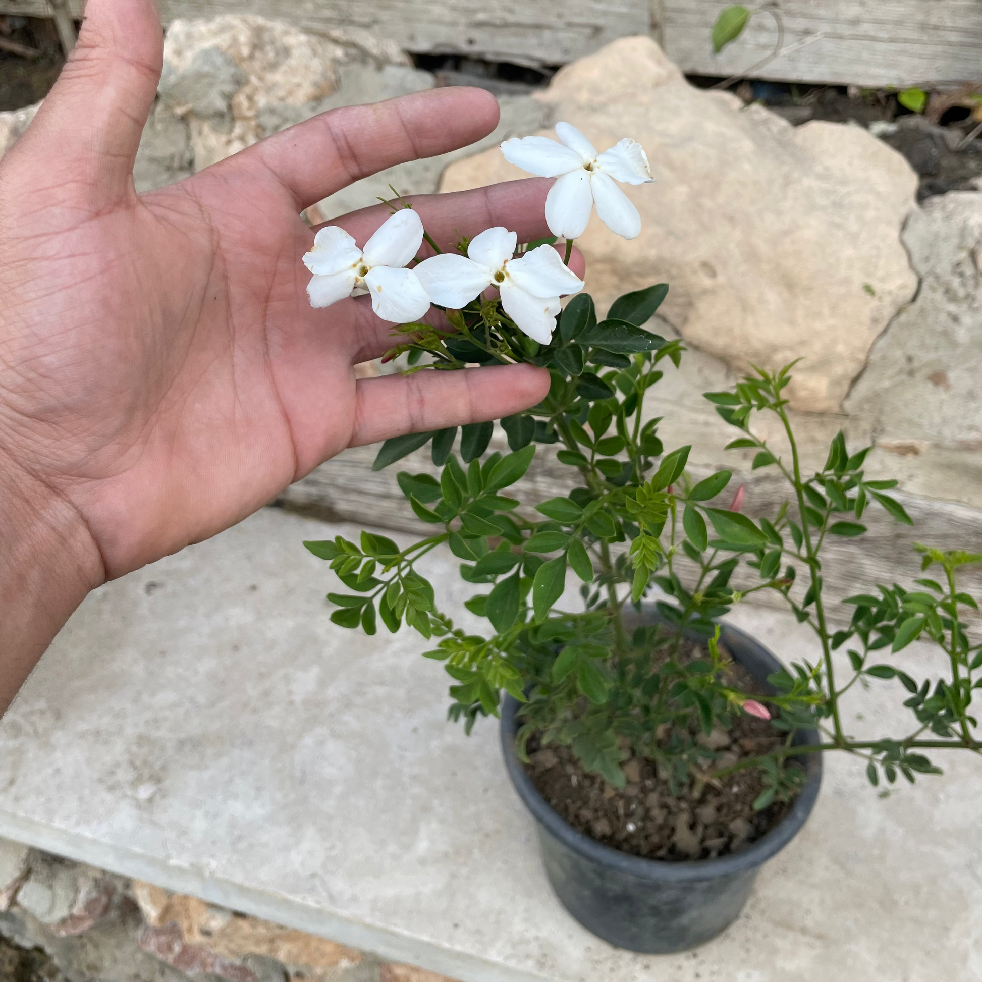 ياسمين بلدي